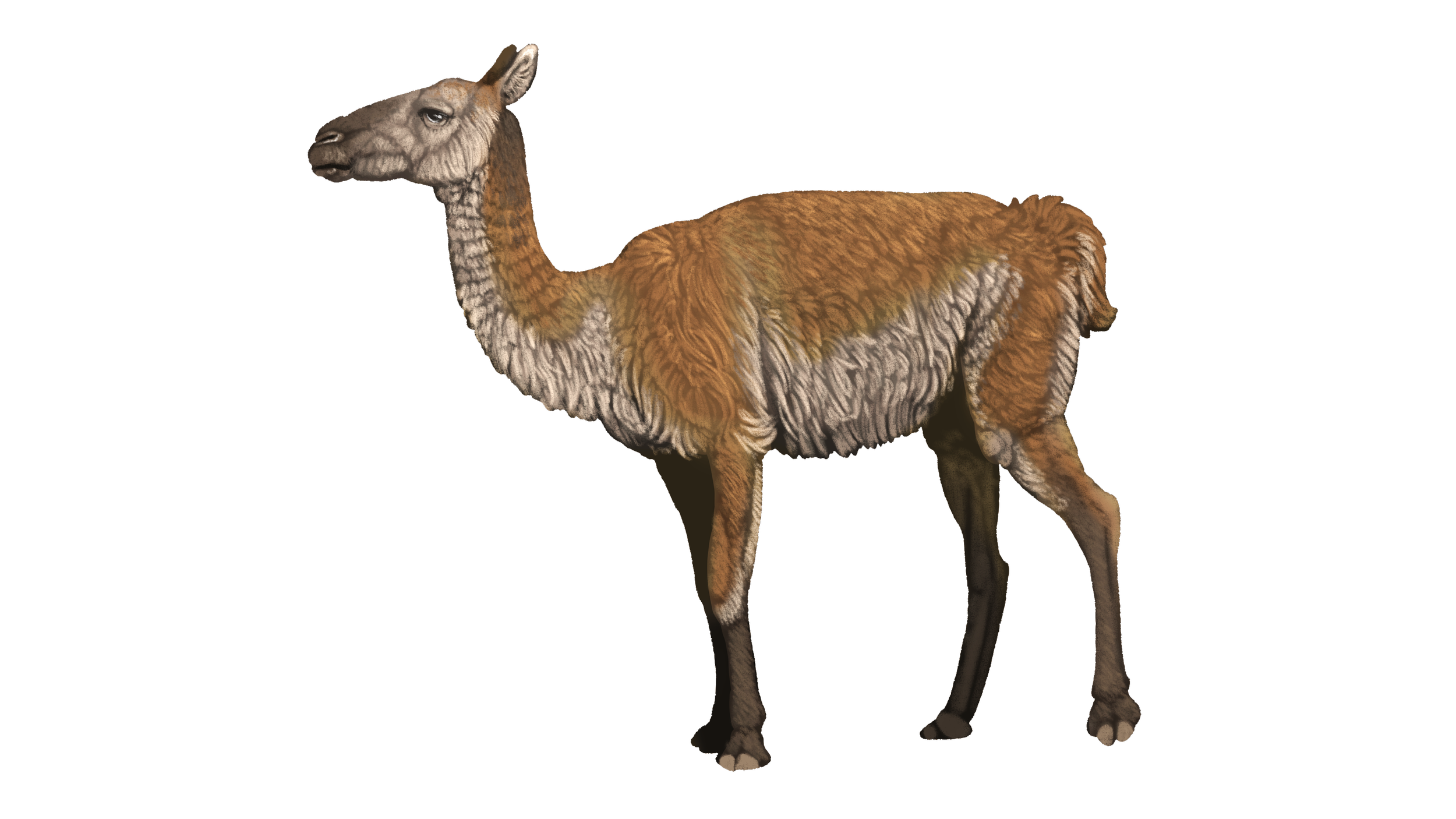 Hemiauchenia
