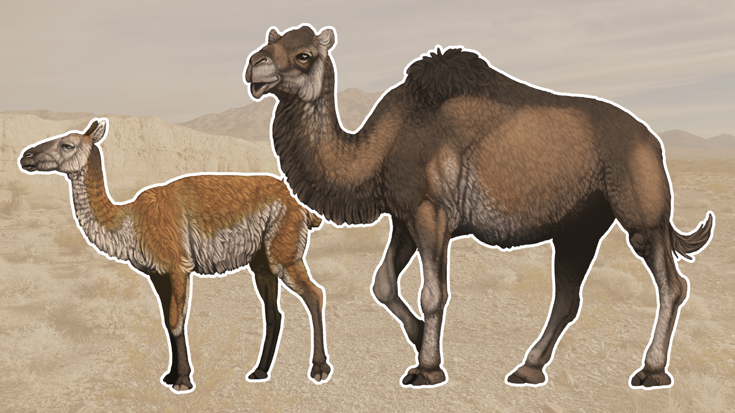 Hemiauchenia and Camelops