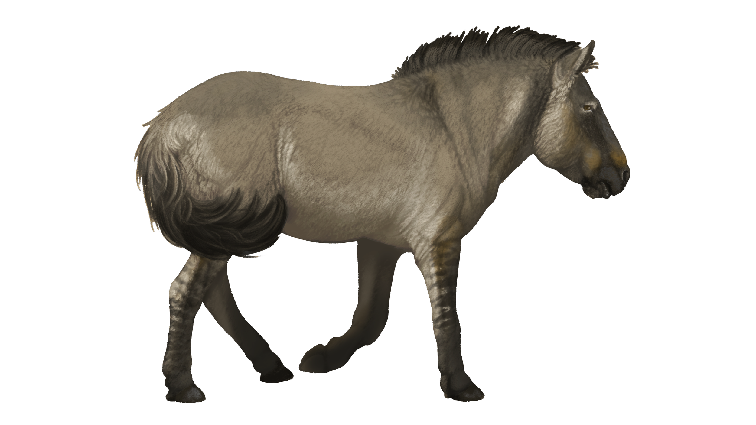 Equus scotti