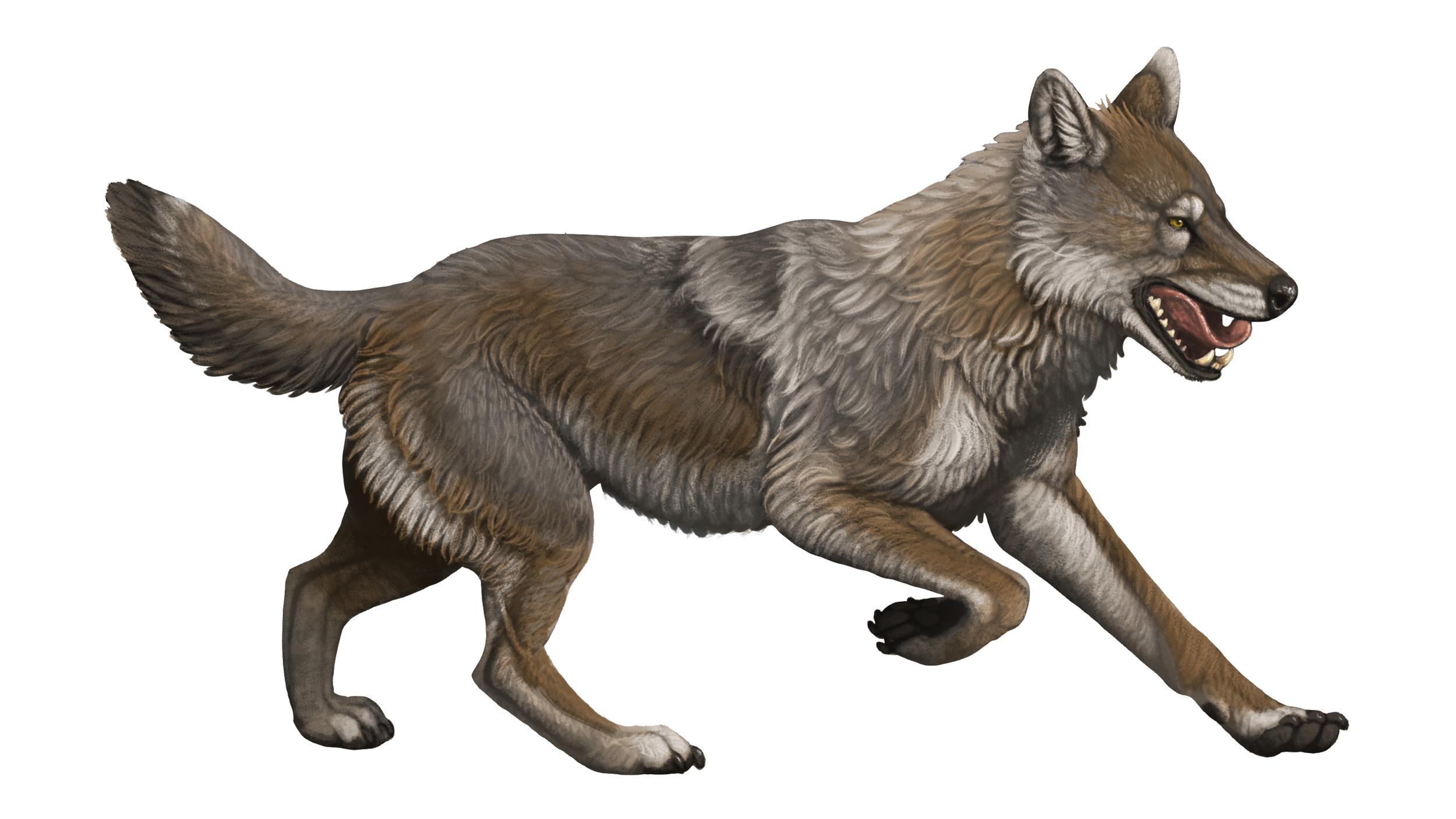 Dire Wolf