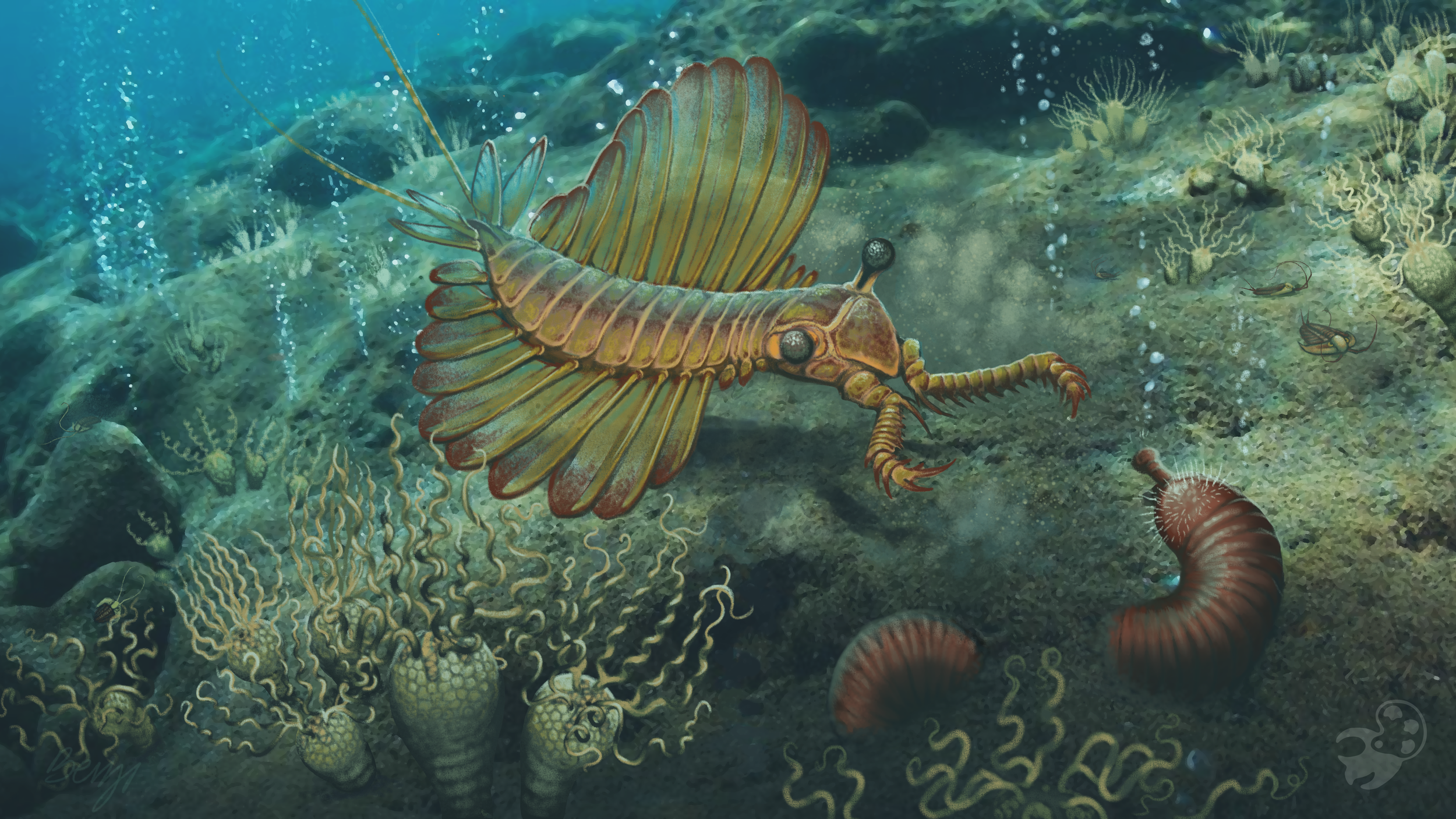 Anomalocarid in the Latham Shale of Mojave, CA