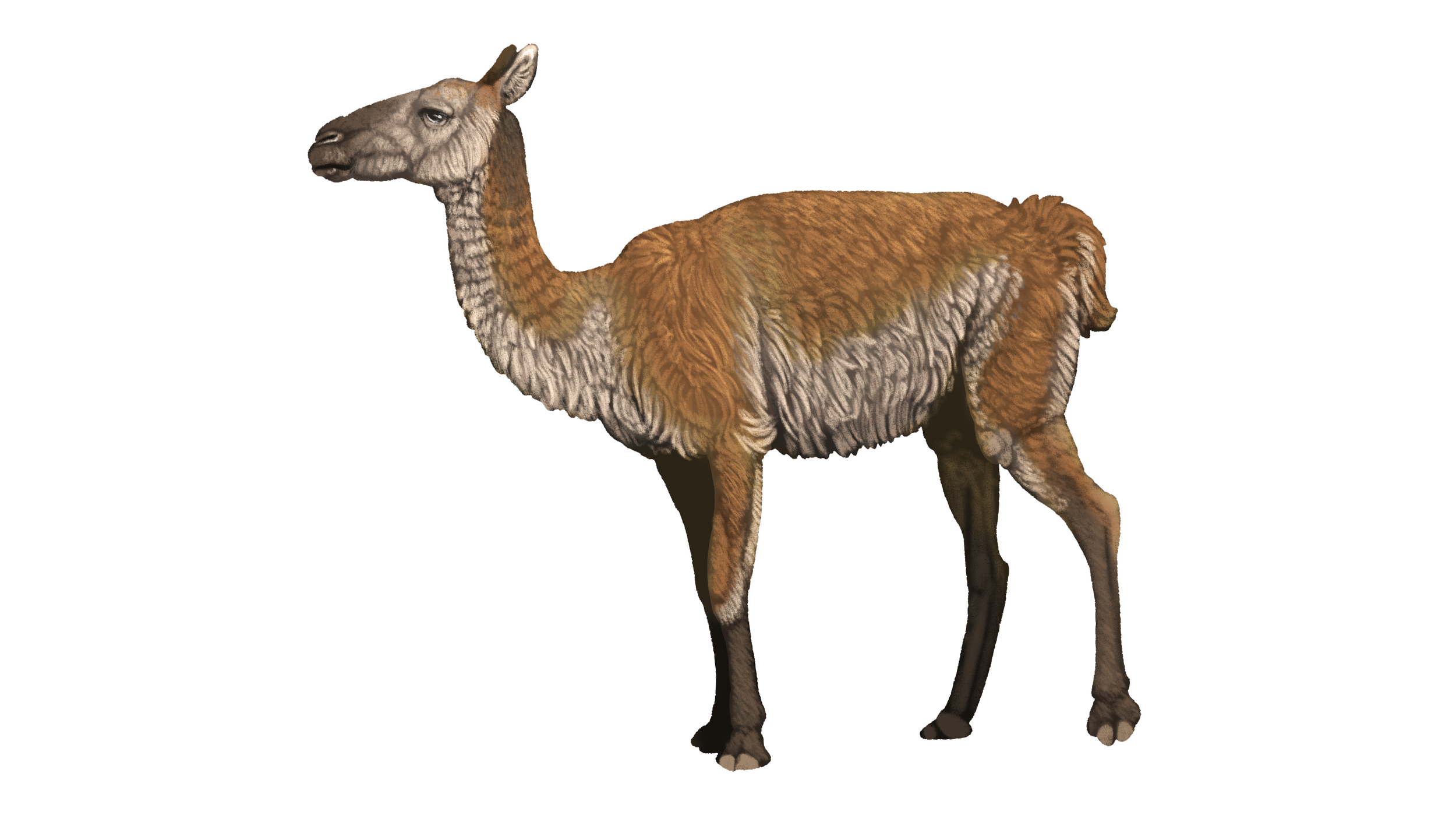 Hemiauchenia