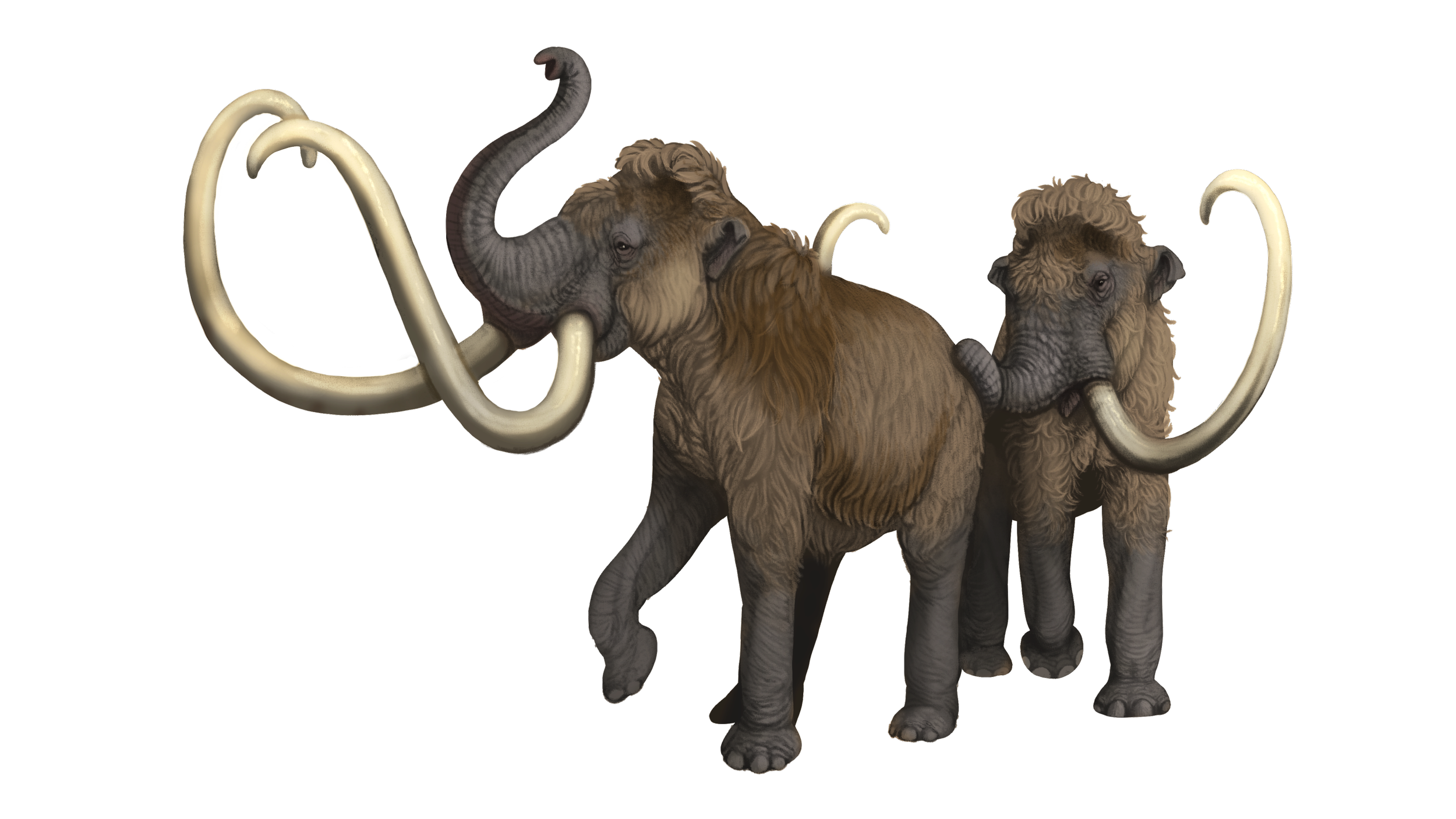 Columbian Mammoth Pair