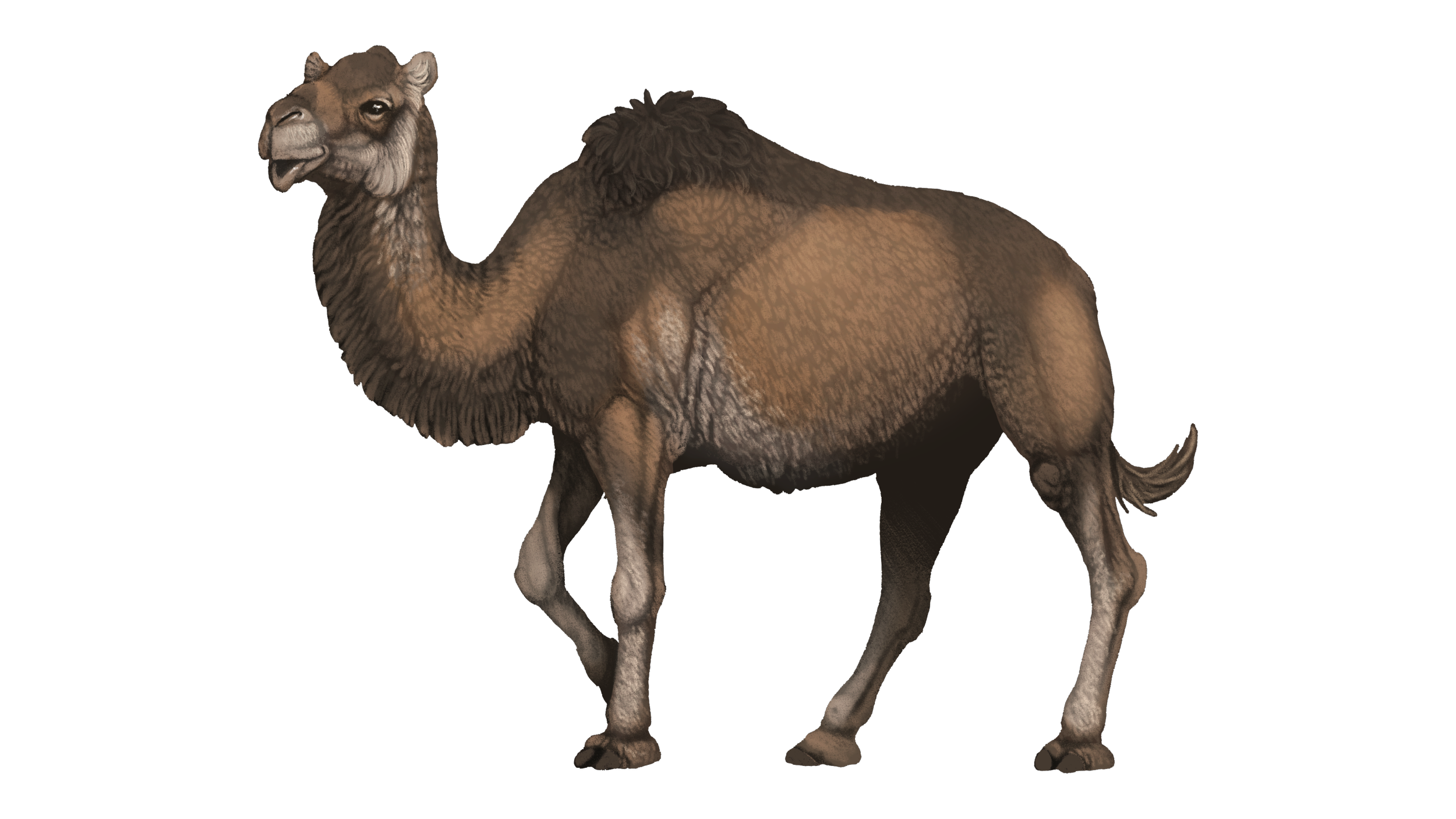 Camelops