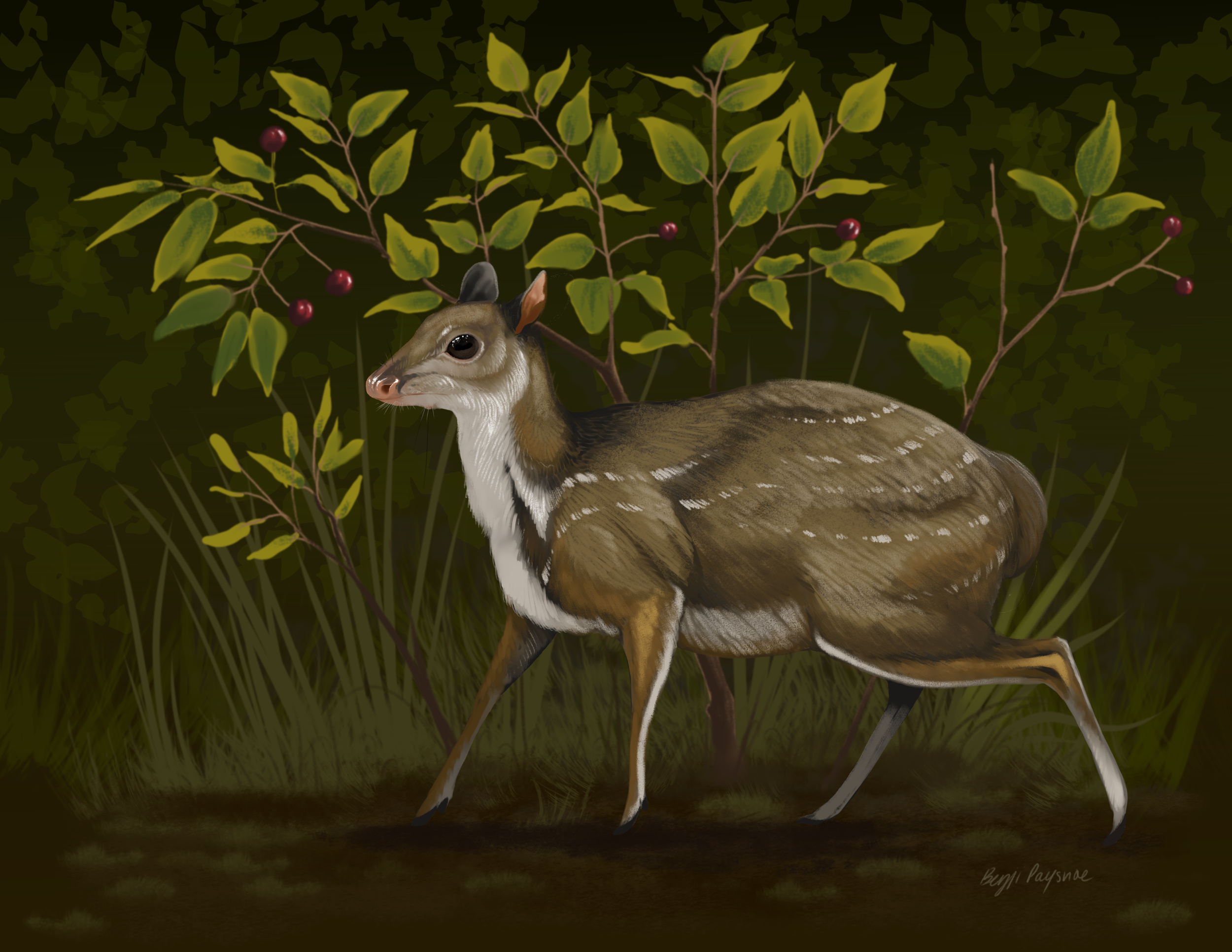 Santuccimeryx_2.png