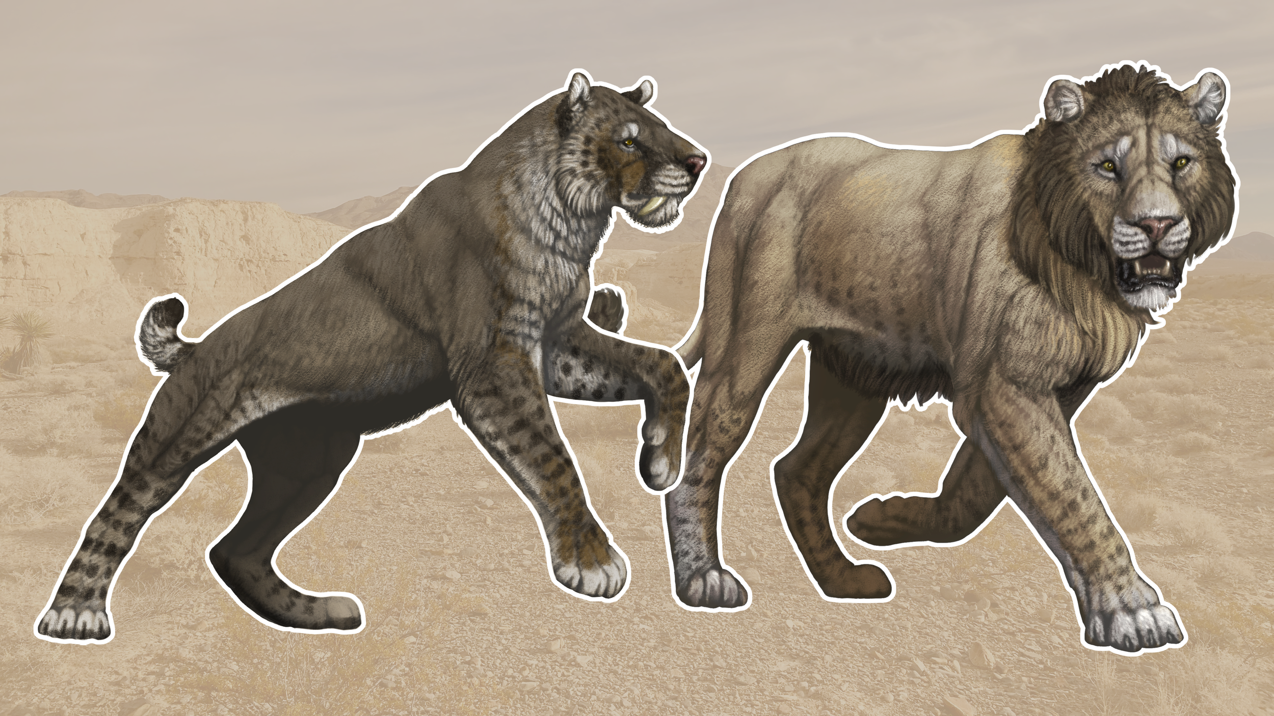 Sabertooth Cat and the American Lion