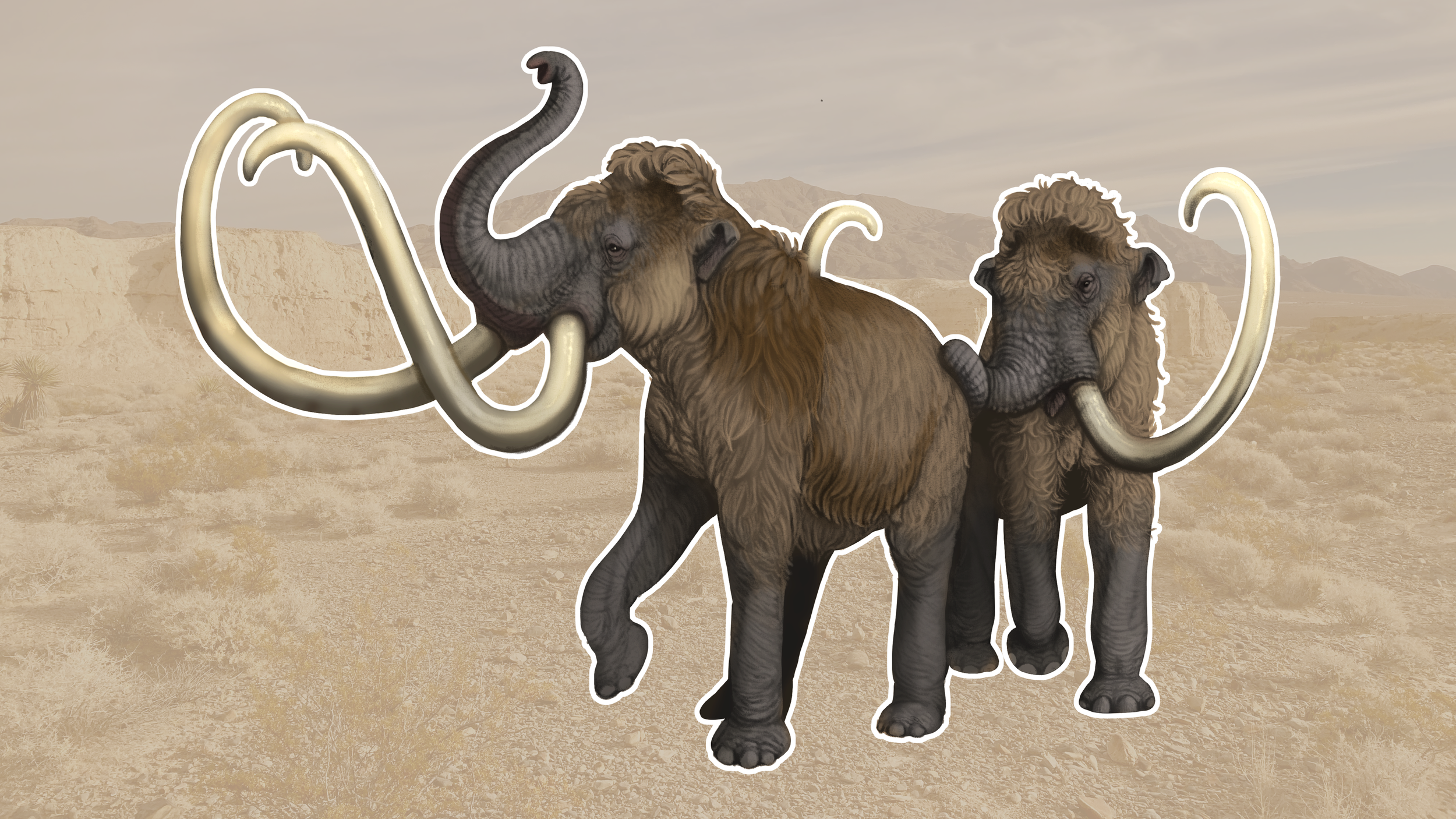 A pair of Columbian Mammoths