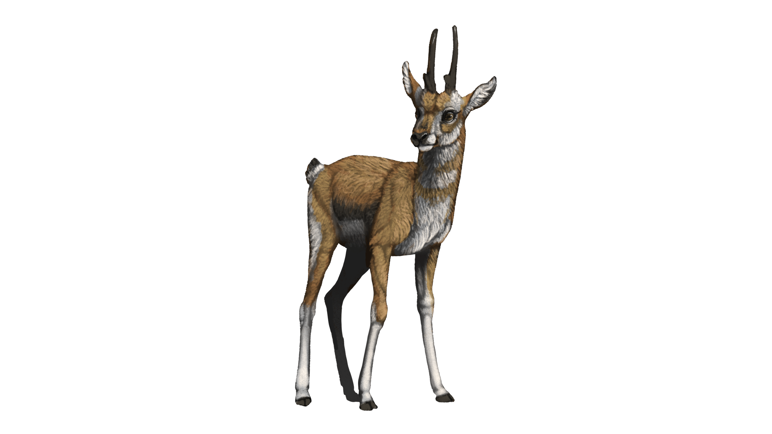 Capromeryx