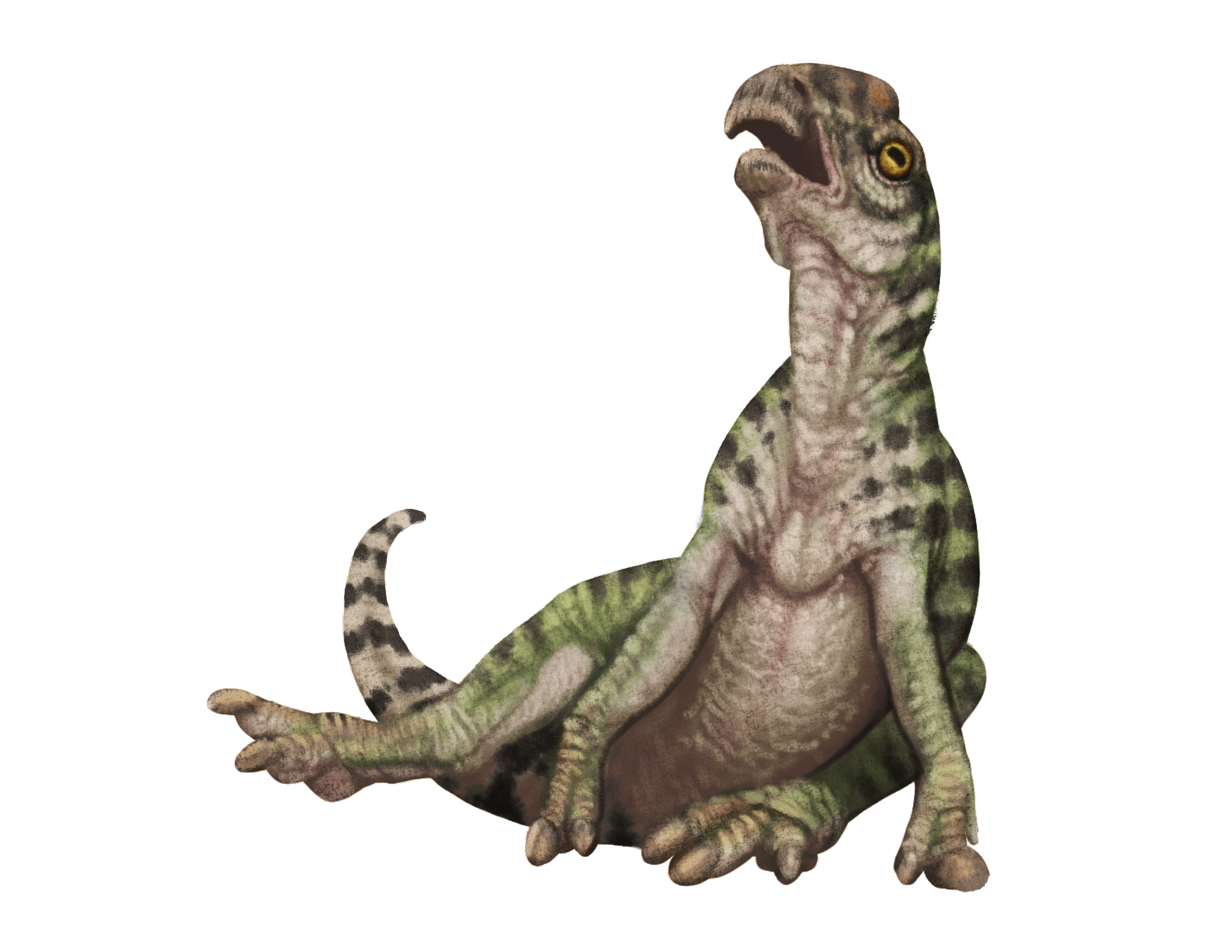 baby hadro LAMBEO.png