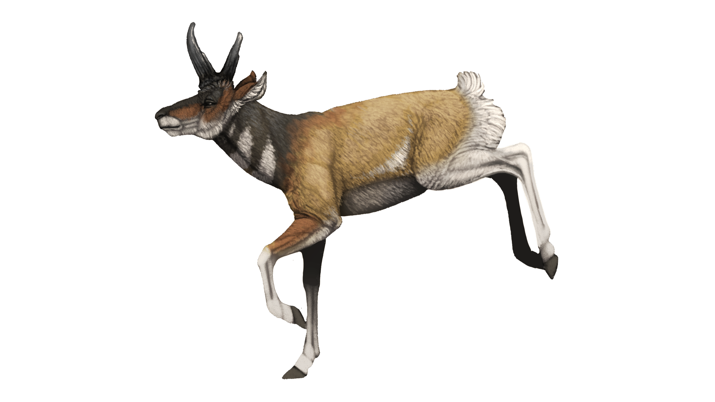 Stockoceros