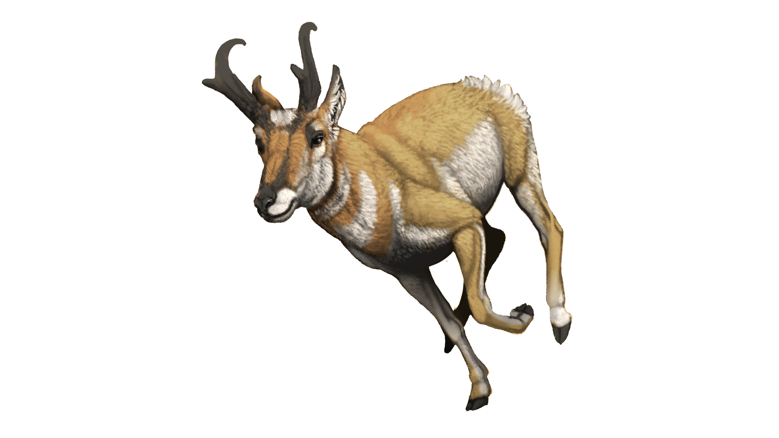 Pronghorn