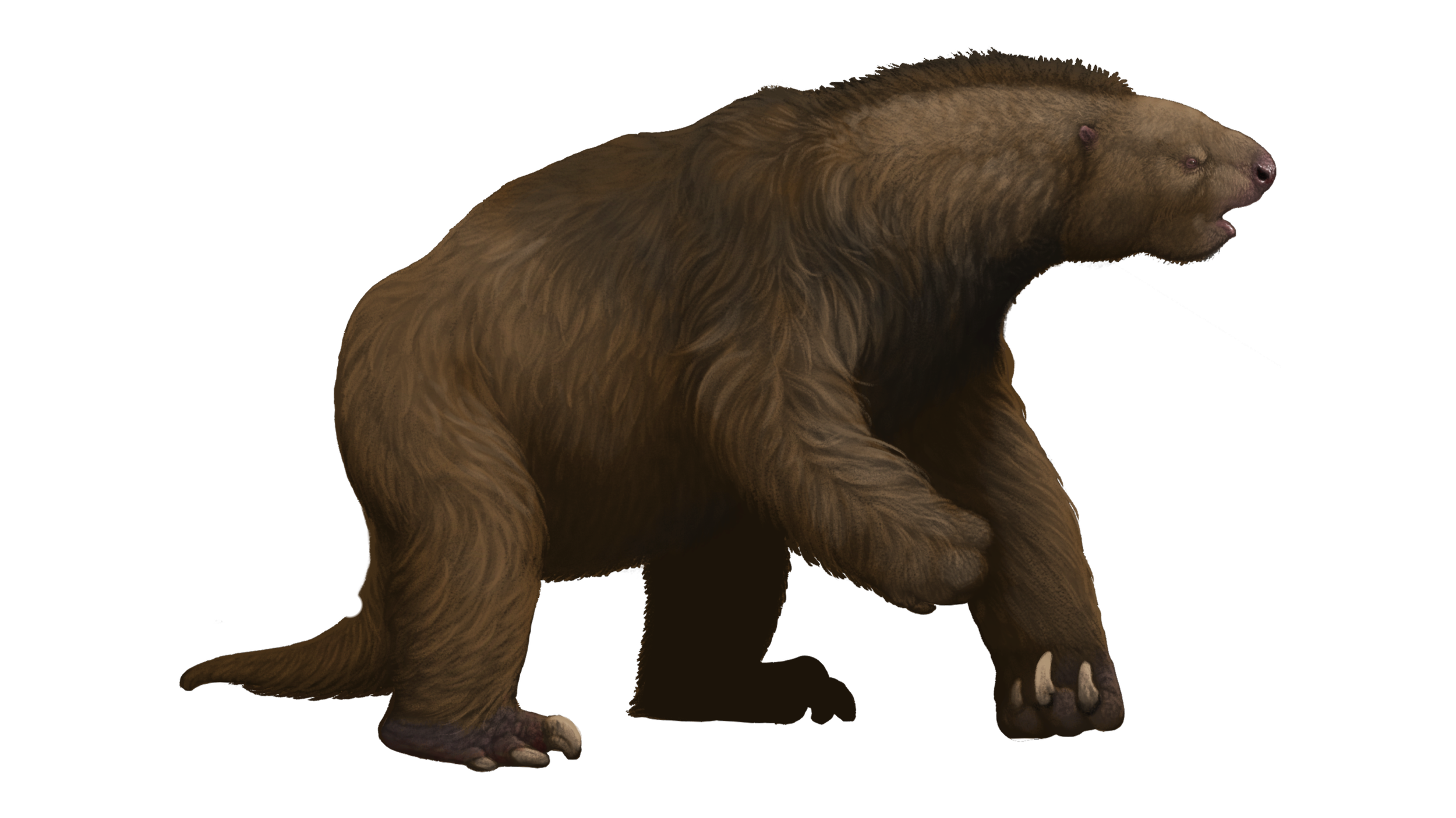 Megalonyx