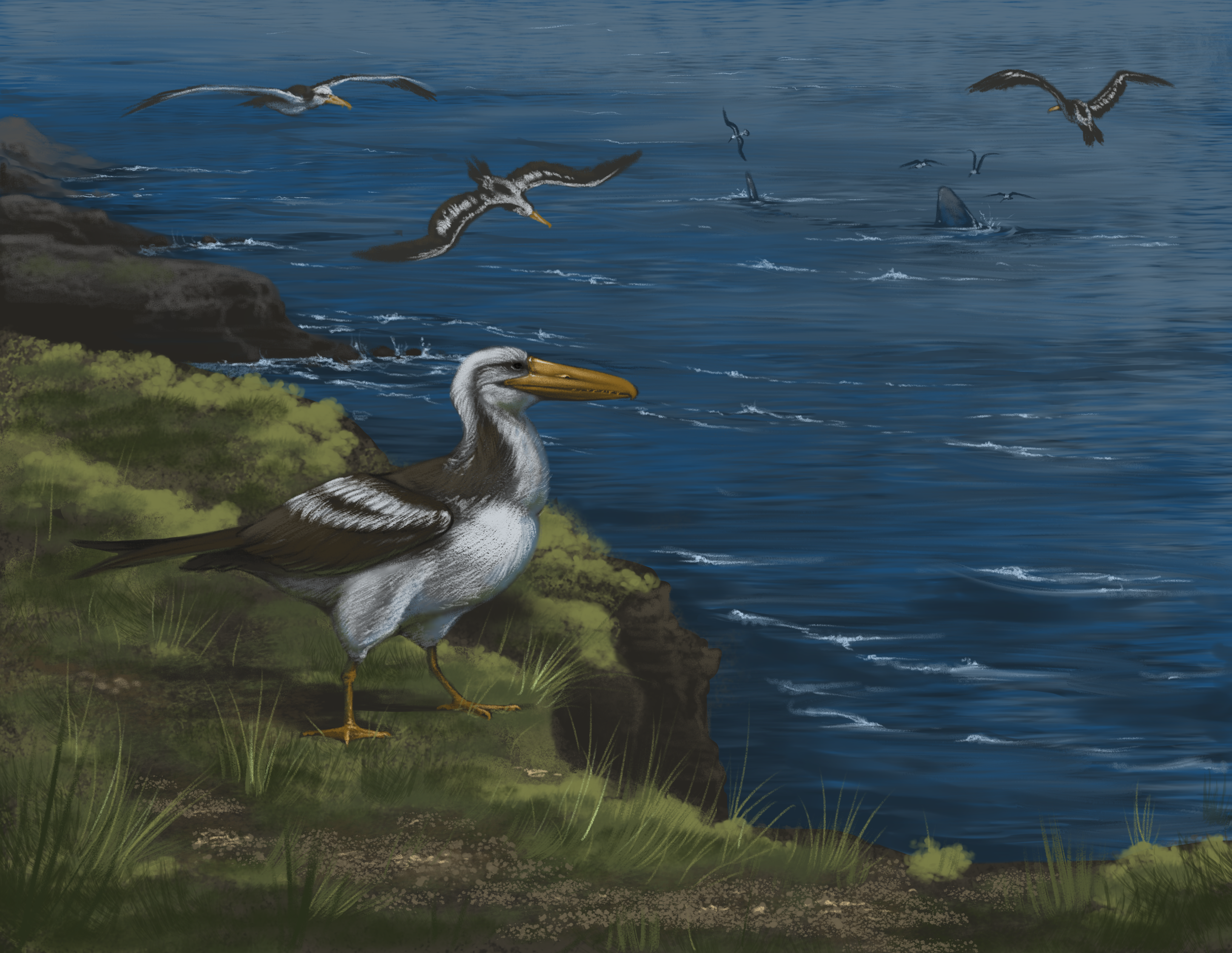 Osteodontornis overlooks something massive below the waves in CA