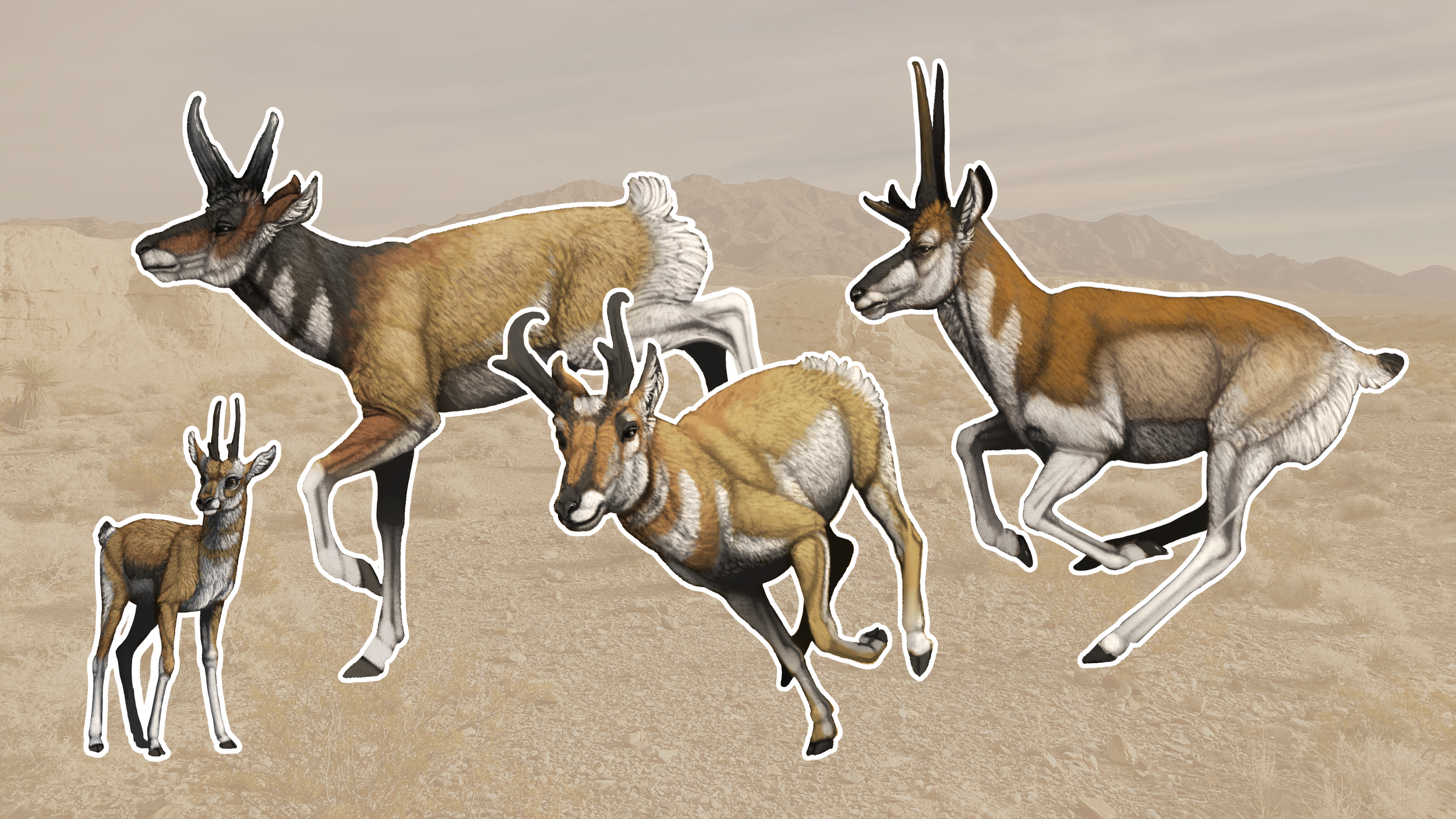 The diversity of prehistoric Pronghorn in the southern U.S.