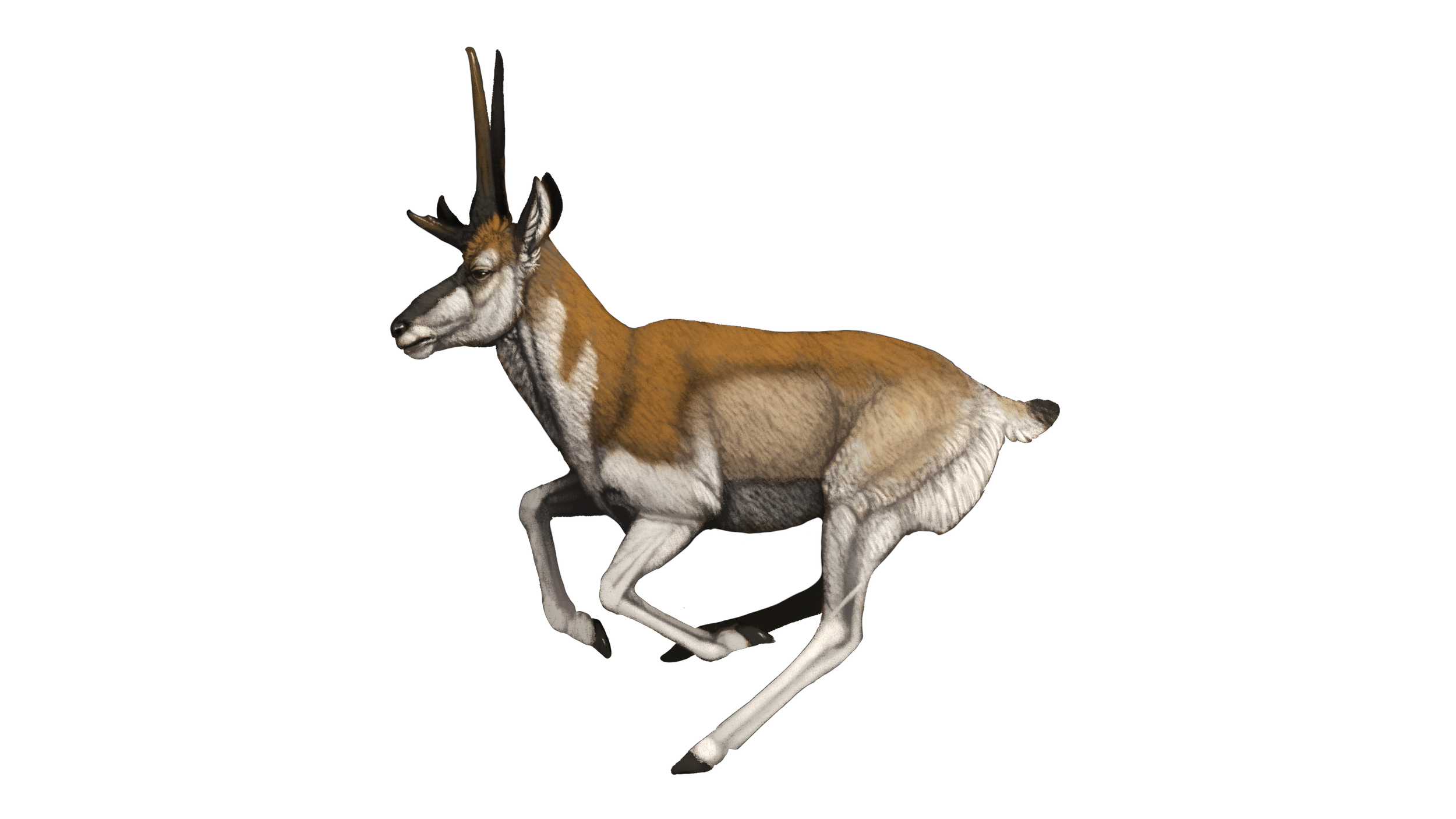 Tetrameryx