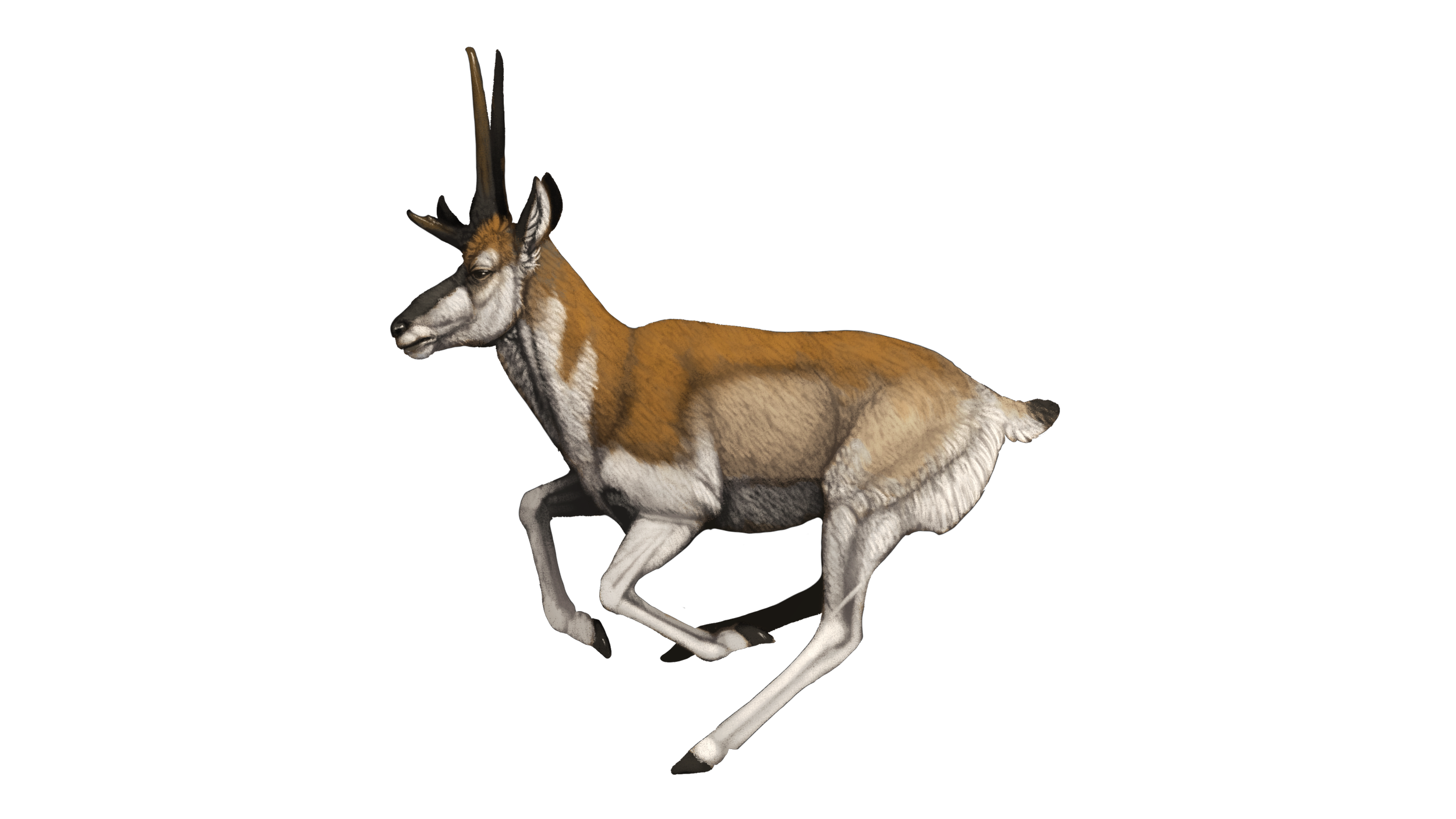 Tetrameryx