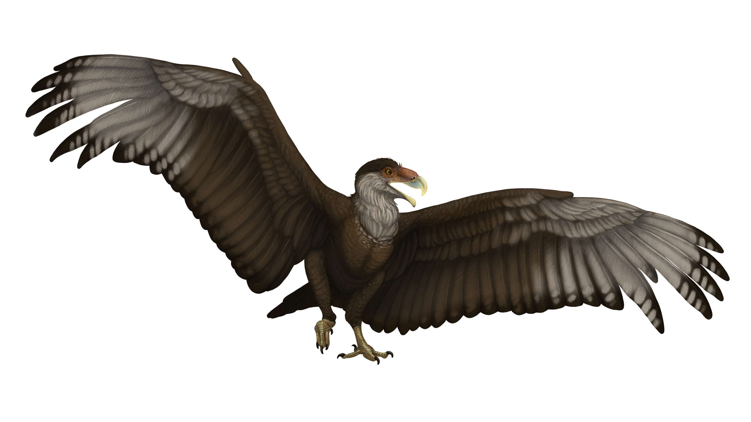 Teratornis