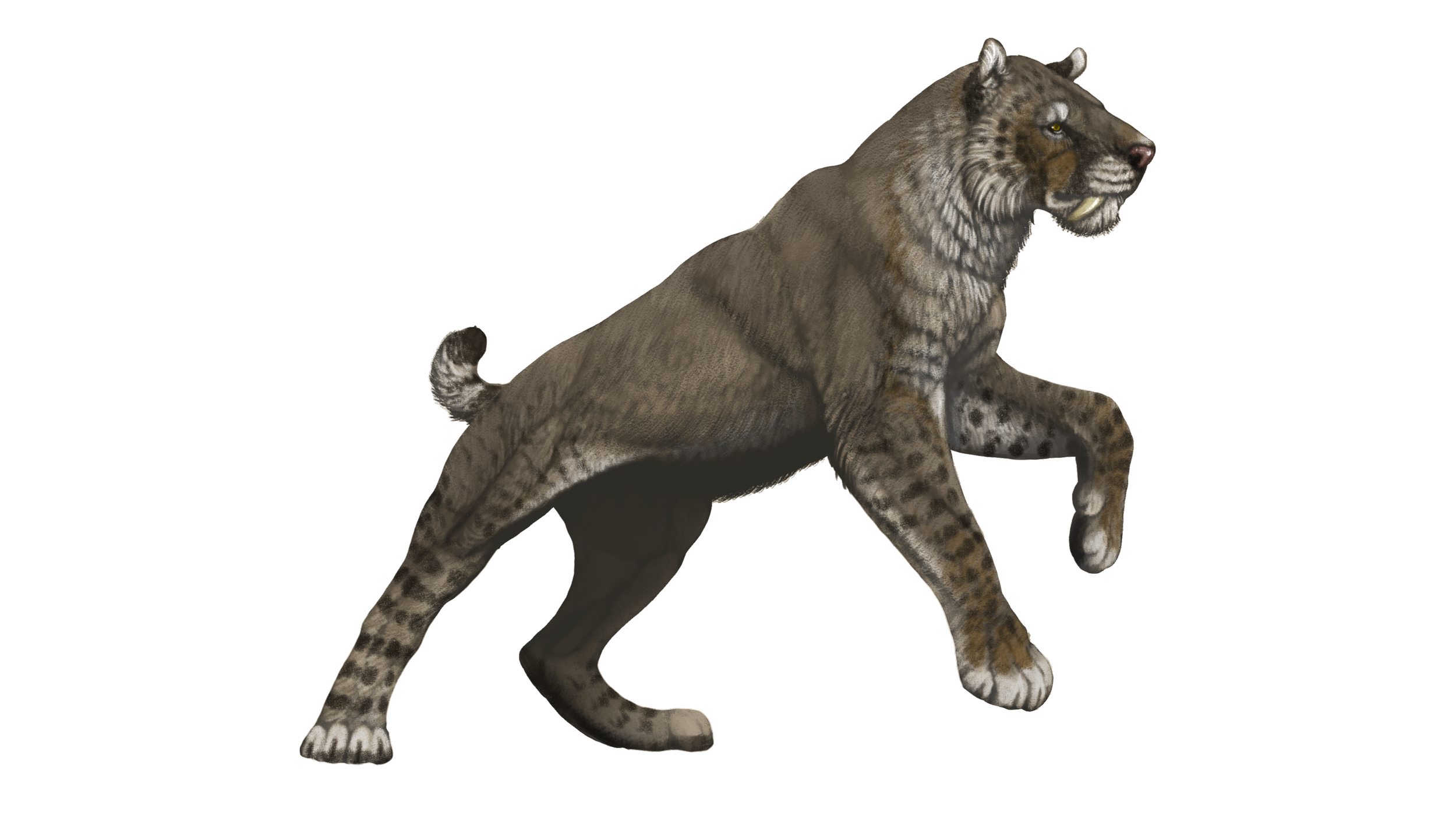 Sabertooth cat