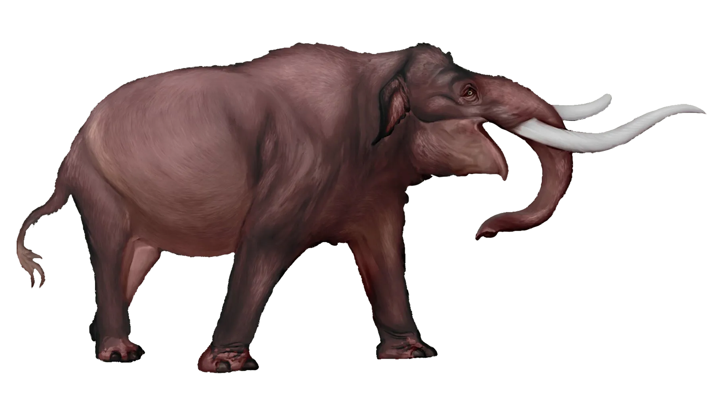 Cuvieronius 16-9.png