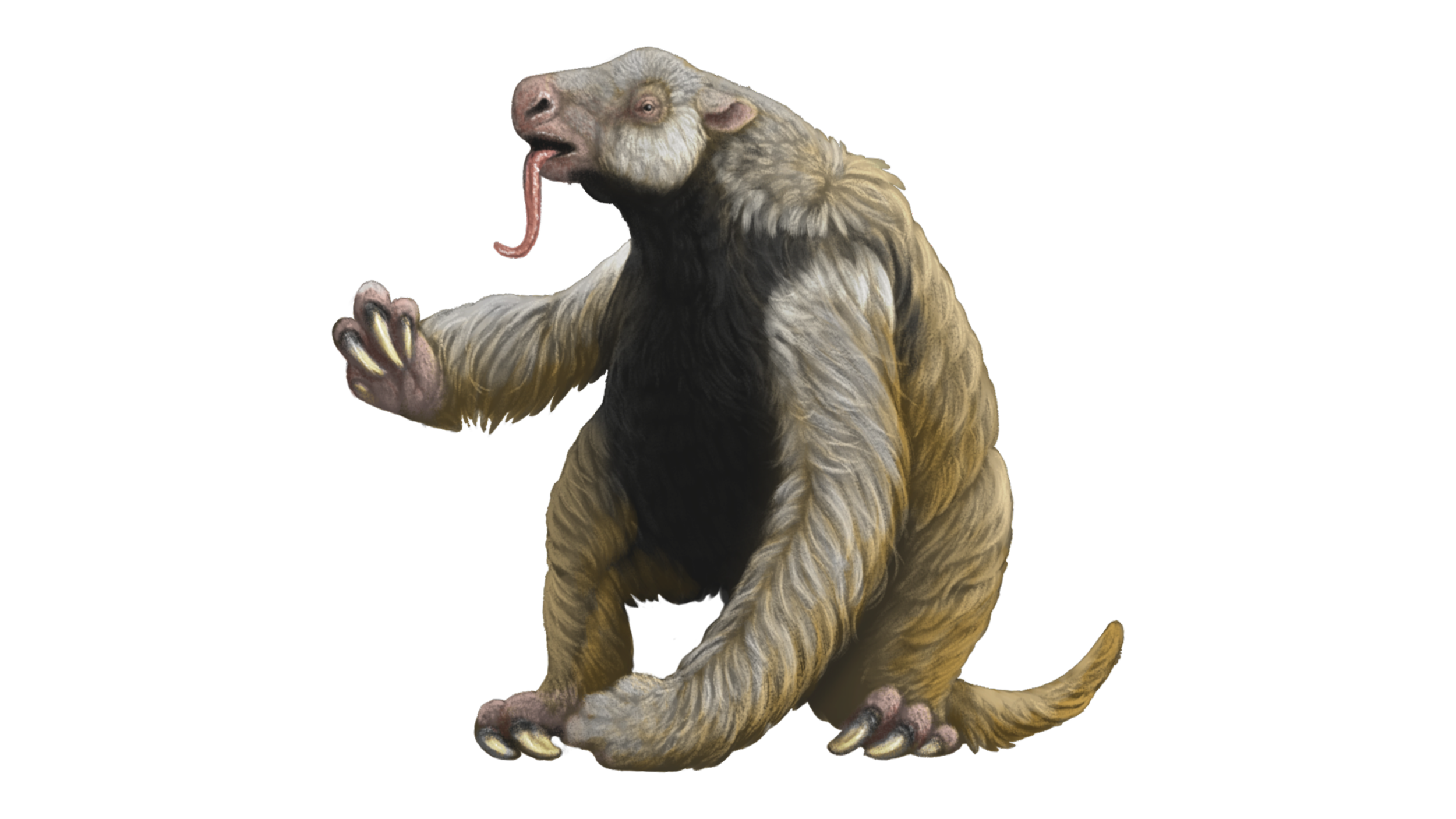 Nothrotheriops