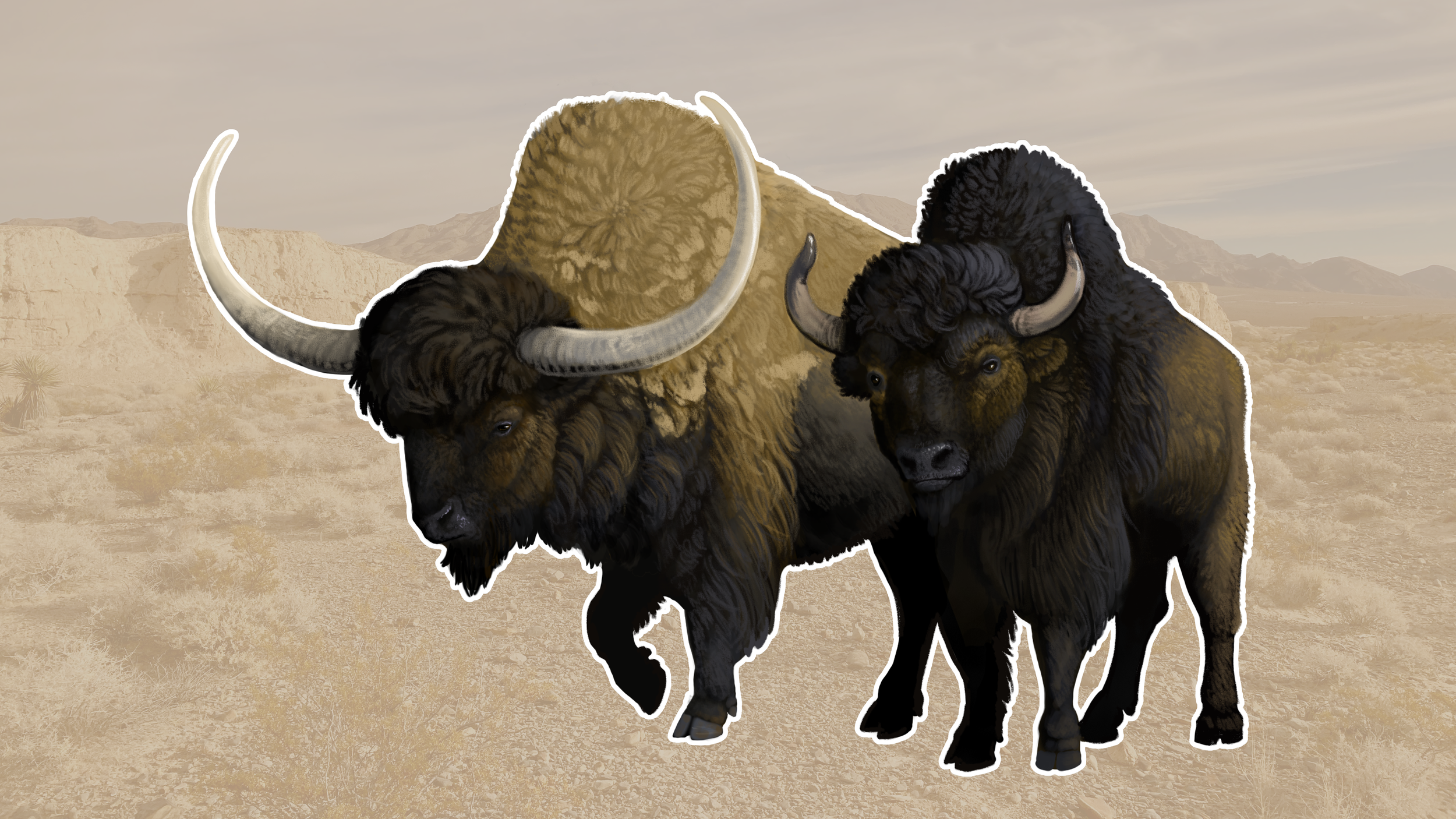 Bison latifrons and Bison antiquus