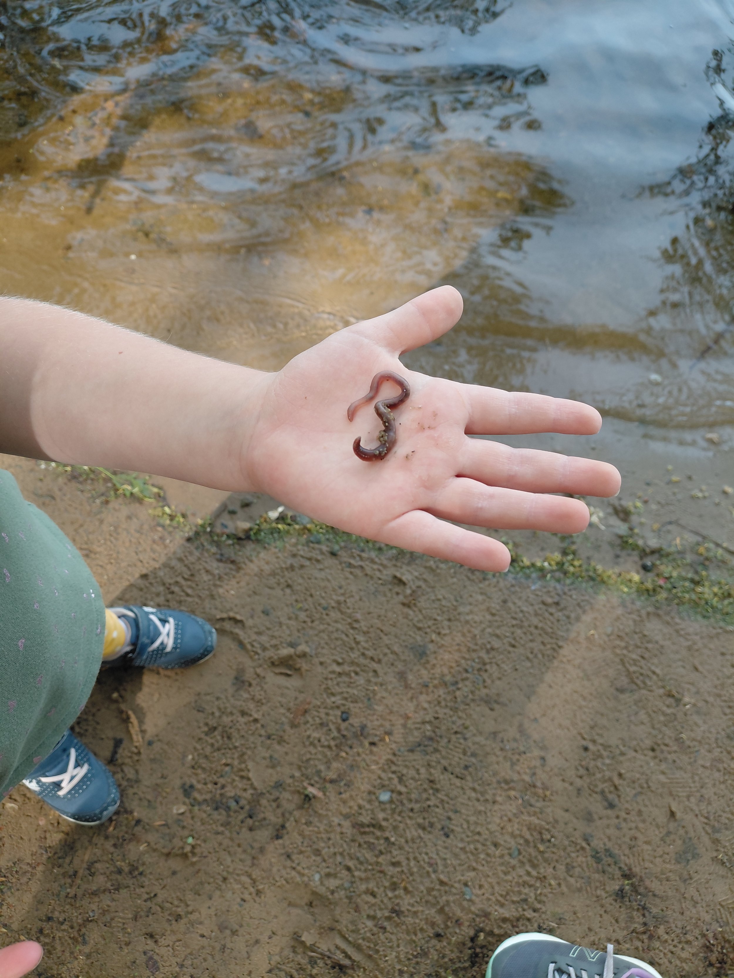 A hand holding a small, brown, worm-like creature over a muddy, sandy area near the edge of a body of water.