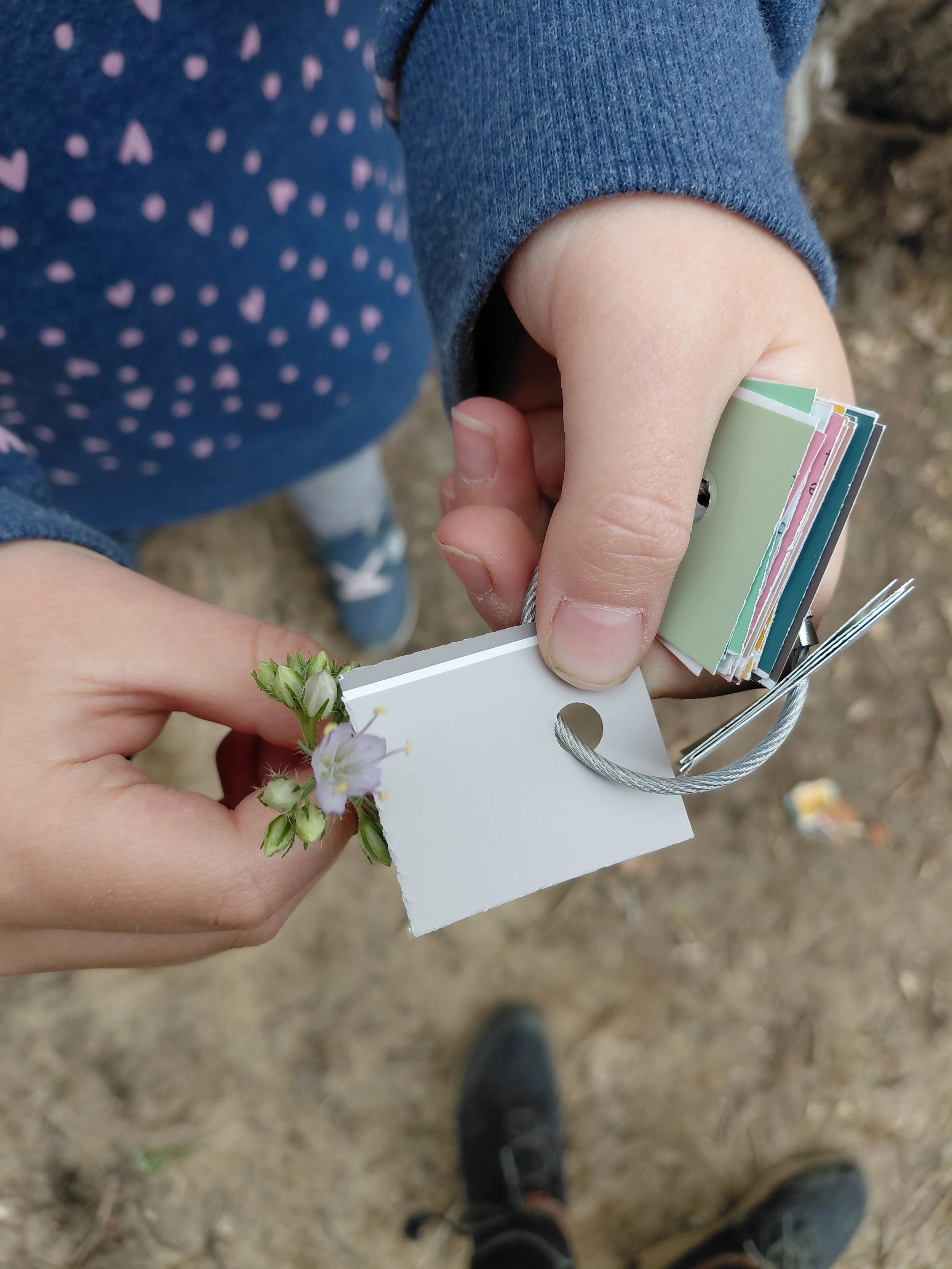 Person holding a flower and a bundle of small color swatches outdoors.