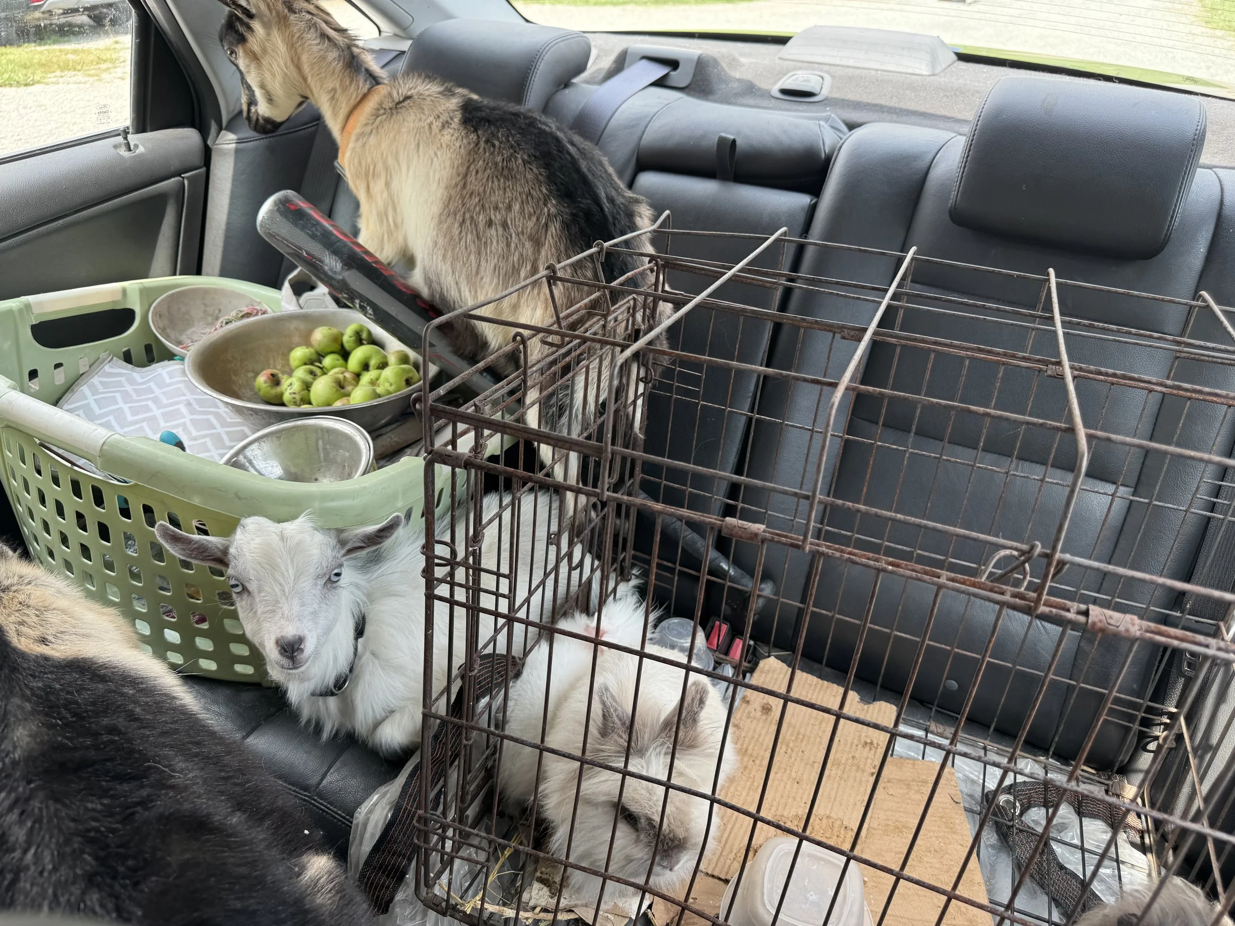 Inside a vehicle with a large dog looking out the window and a smaller white and black dog lying next to a cage. Items such as a dish with green apples, bowls, and a basket are visible in the vehicle.