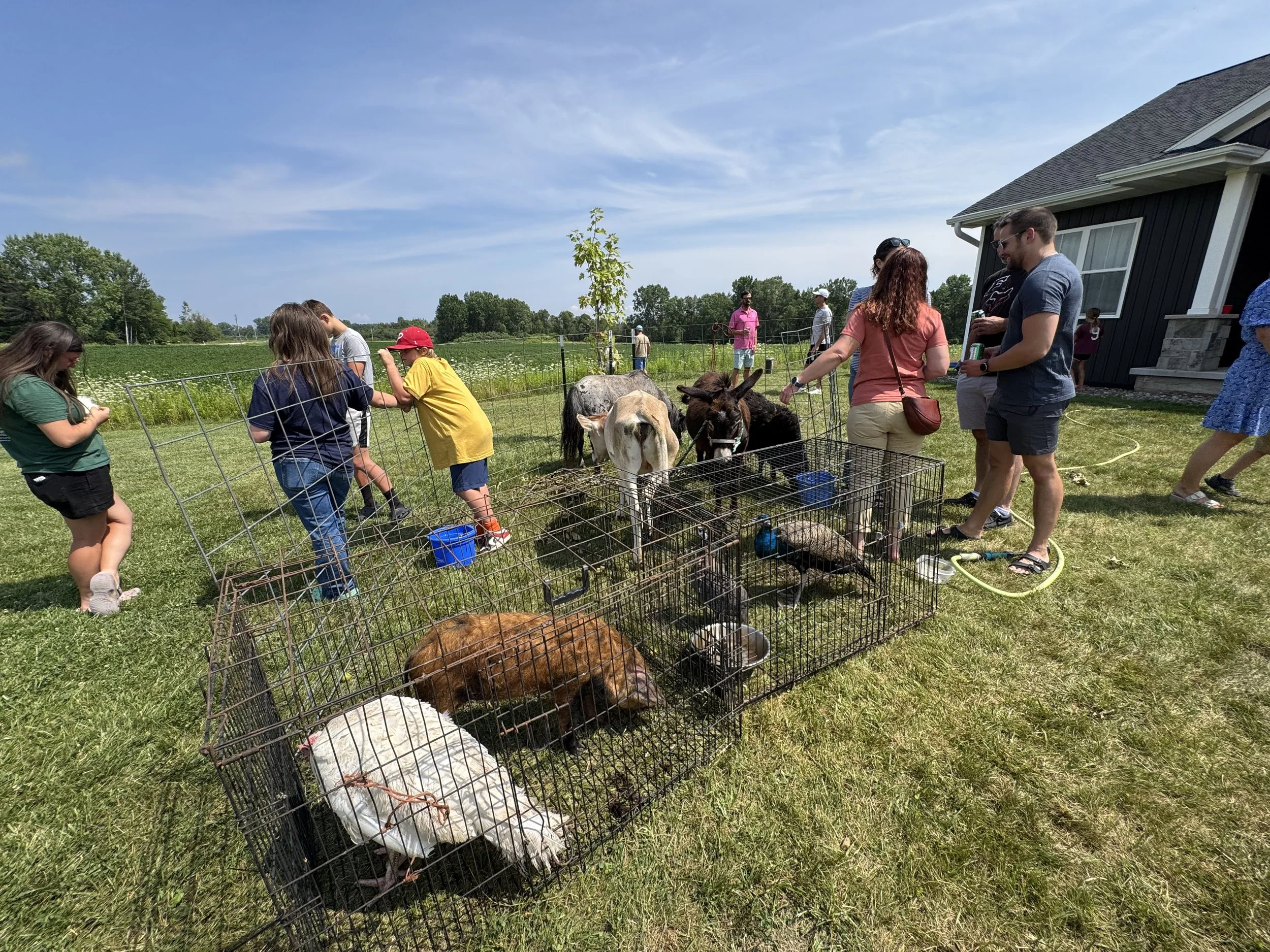 Group of people at a petting zoo or farm, interacting with goats and pigs behind a wire fence on a sunny day in a rural setting.