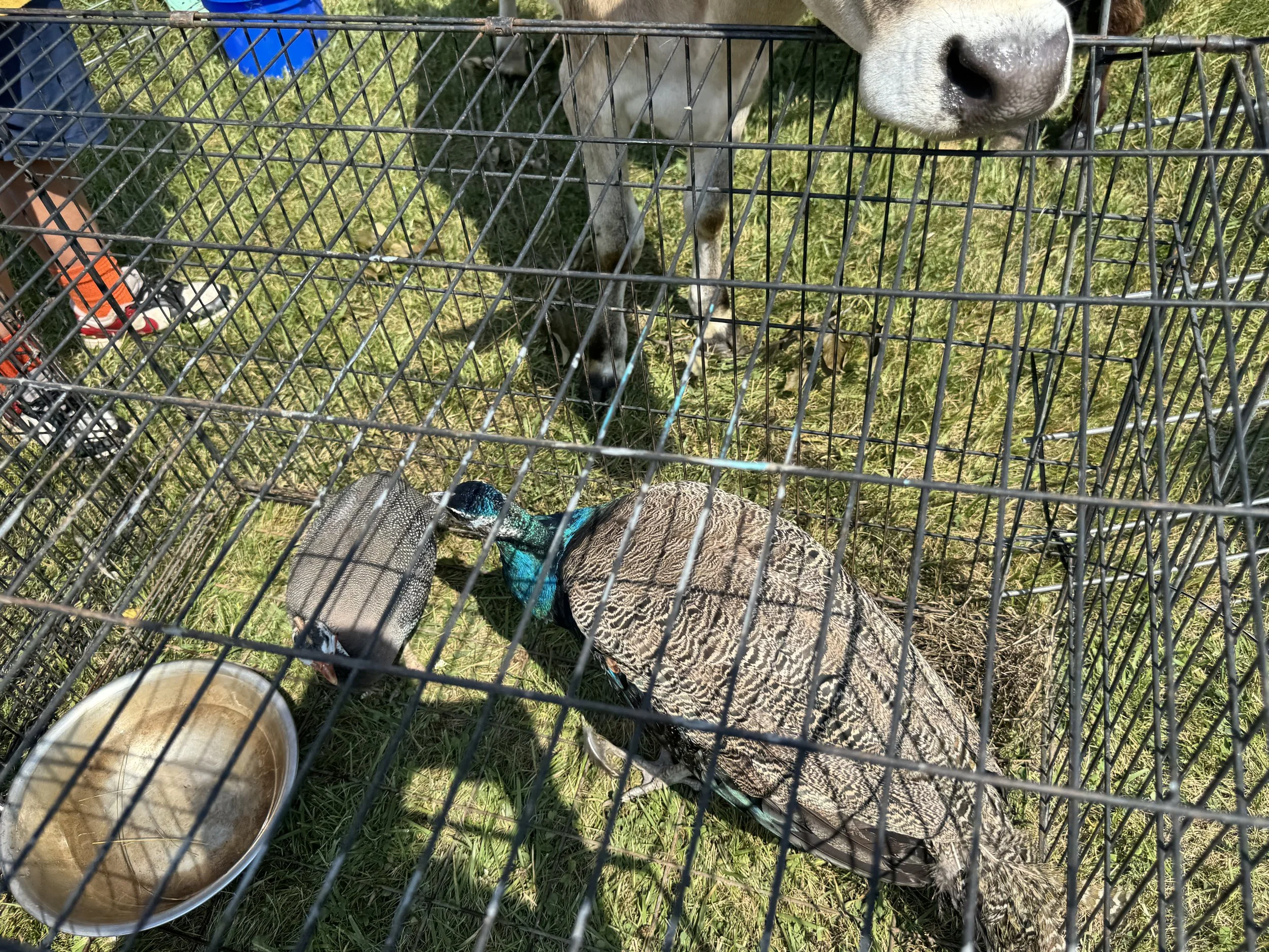 A dog in a cage sniffing a duck on the ground outside on grass. There is a cup of water or dish nearby.
