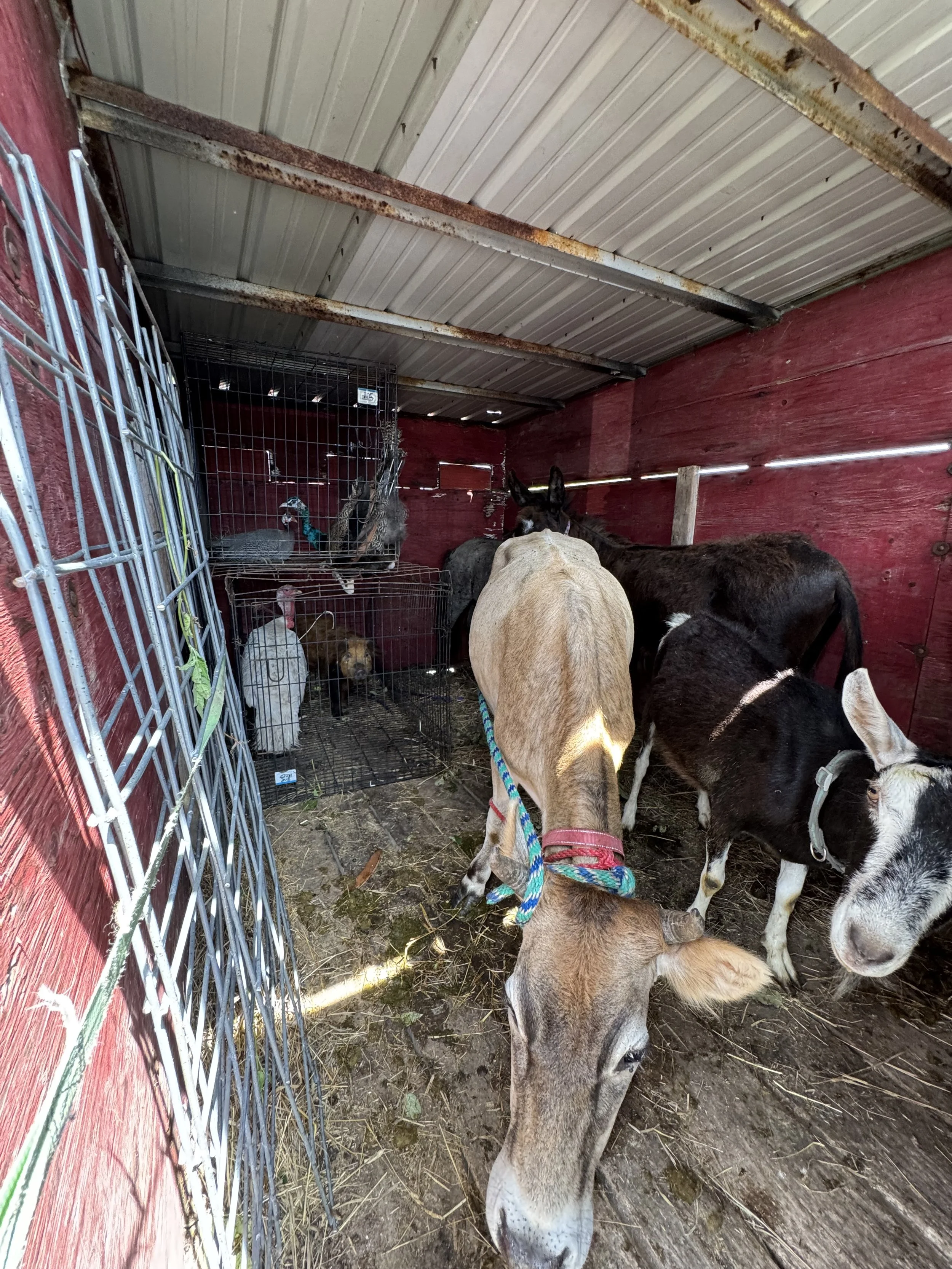 Various farm animals, including goats, a duck, and chickens, inside a barn with a rusty ceiling and red wooden walls.