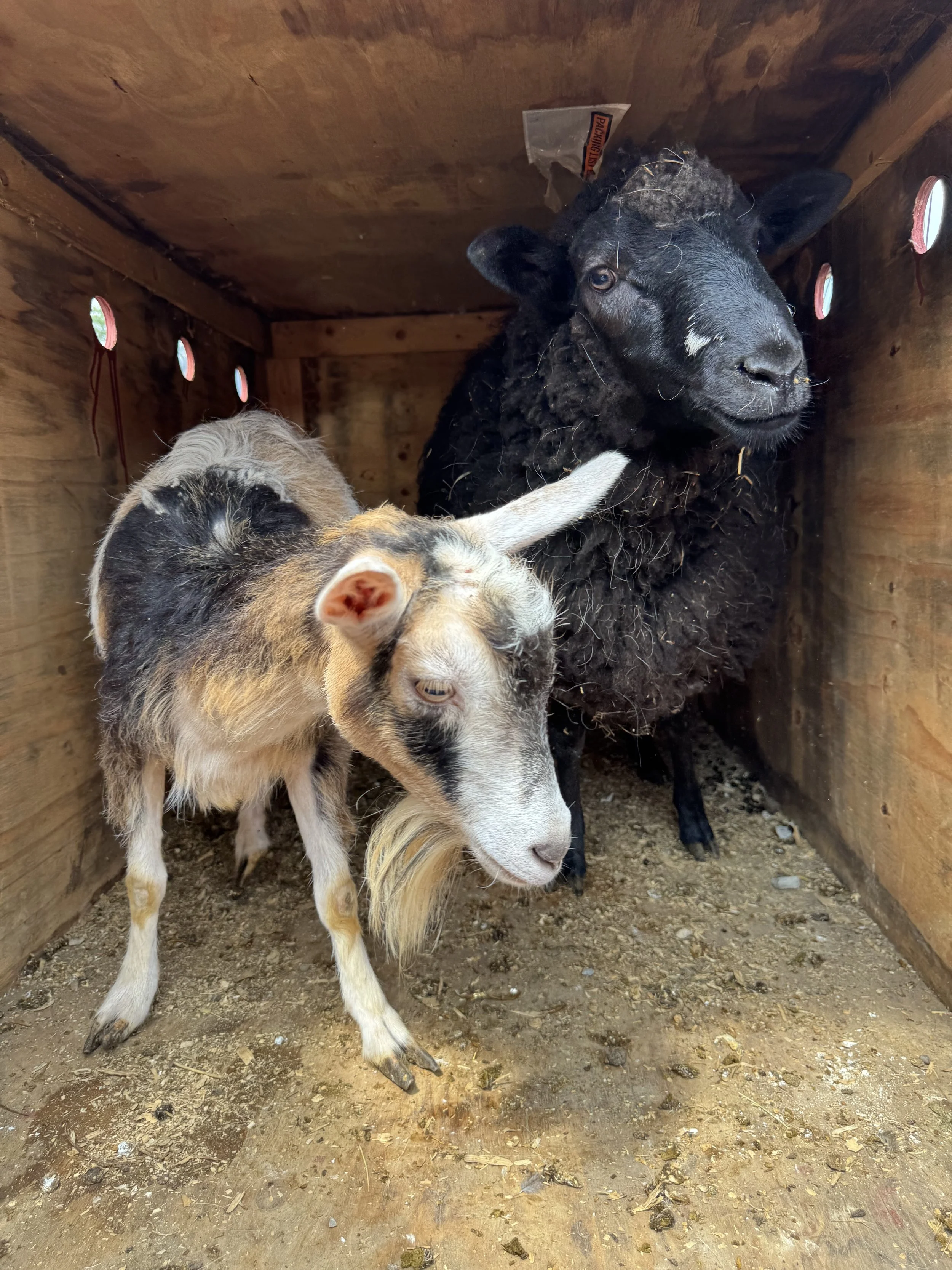 A black sheep and a young goat with brown and white fur inside a wooden enclosure. The sheep has woolly fur and the goat has a white face and light brown body. The ground is dirt with small rocks and debris.