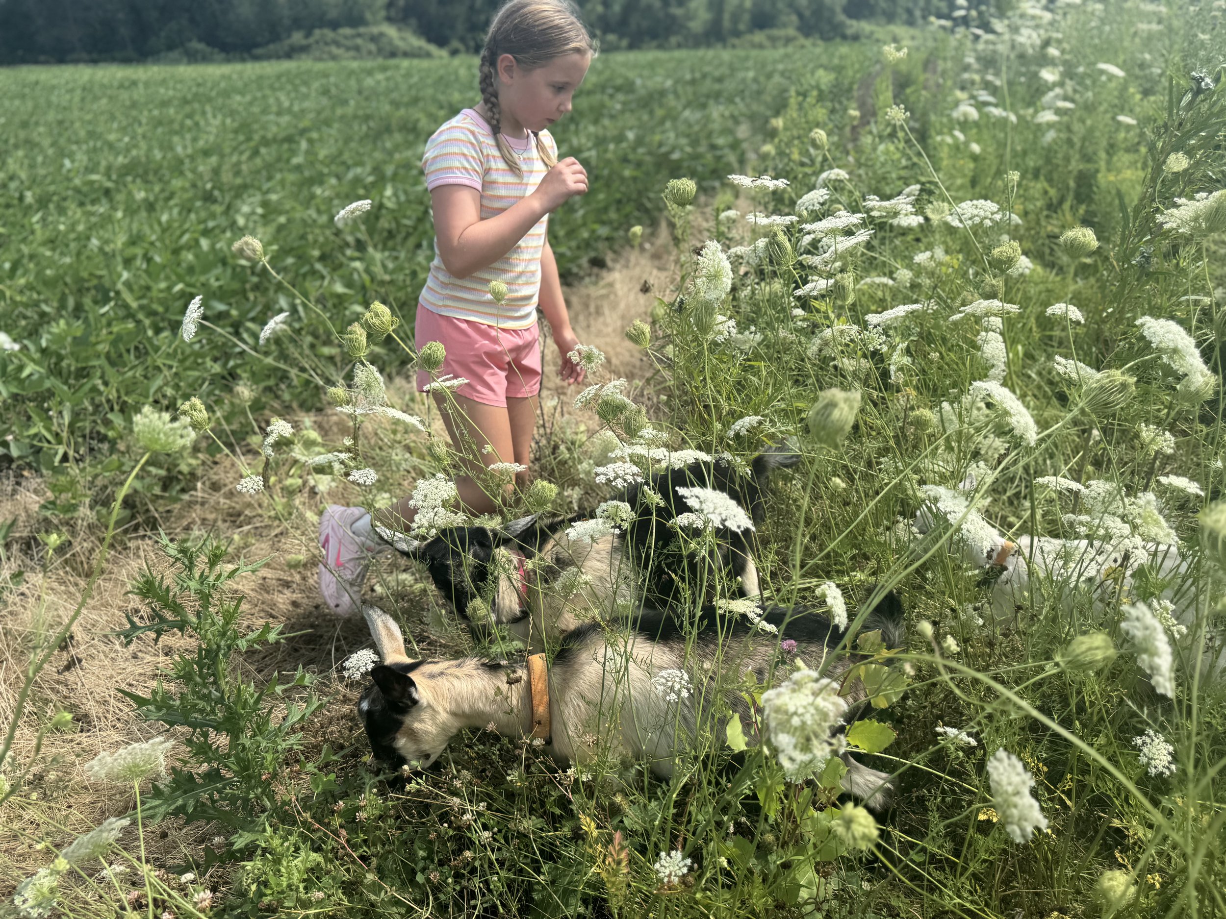 A young girl with braided hair wearing a striped shirt and pink shorts is standing in a field of white flowering plants, accompanied by two small dogs.
