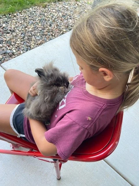 A young girl with a ponytail sitting in a red chair outdoors, holding a fluffy gray kitten in her arms.