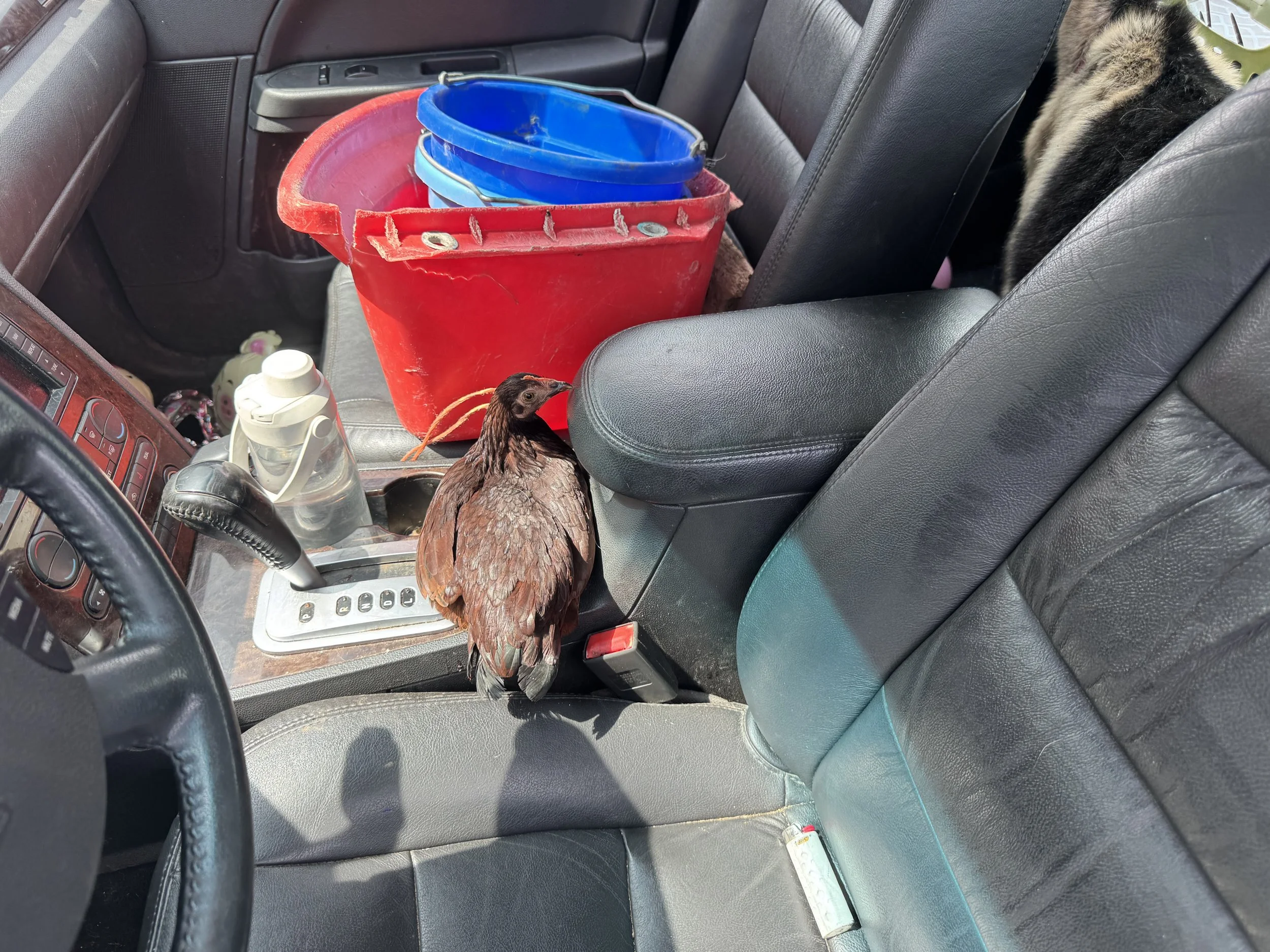 Inside a car, a red bucket with blue buckets inside. A chicken standing near the gear shift. Part of the dashboard and seat are visible.
