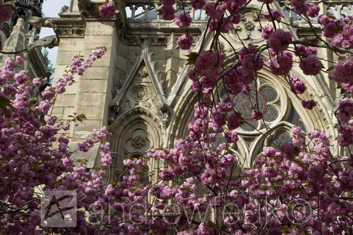 Notre Dame in Bloom