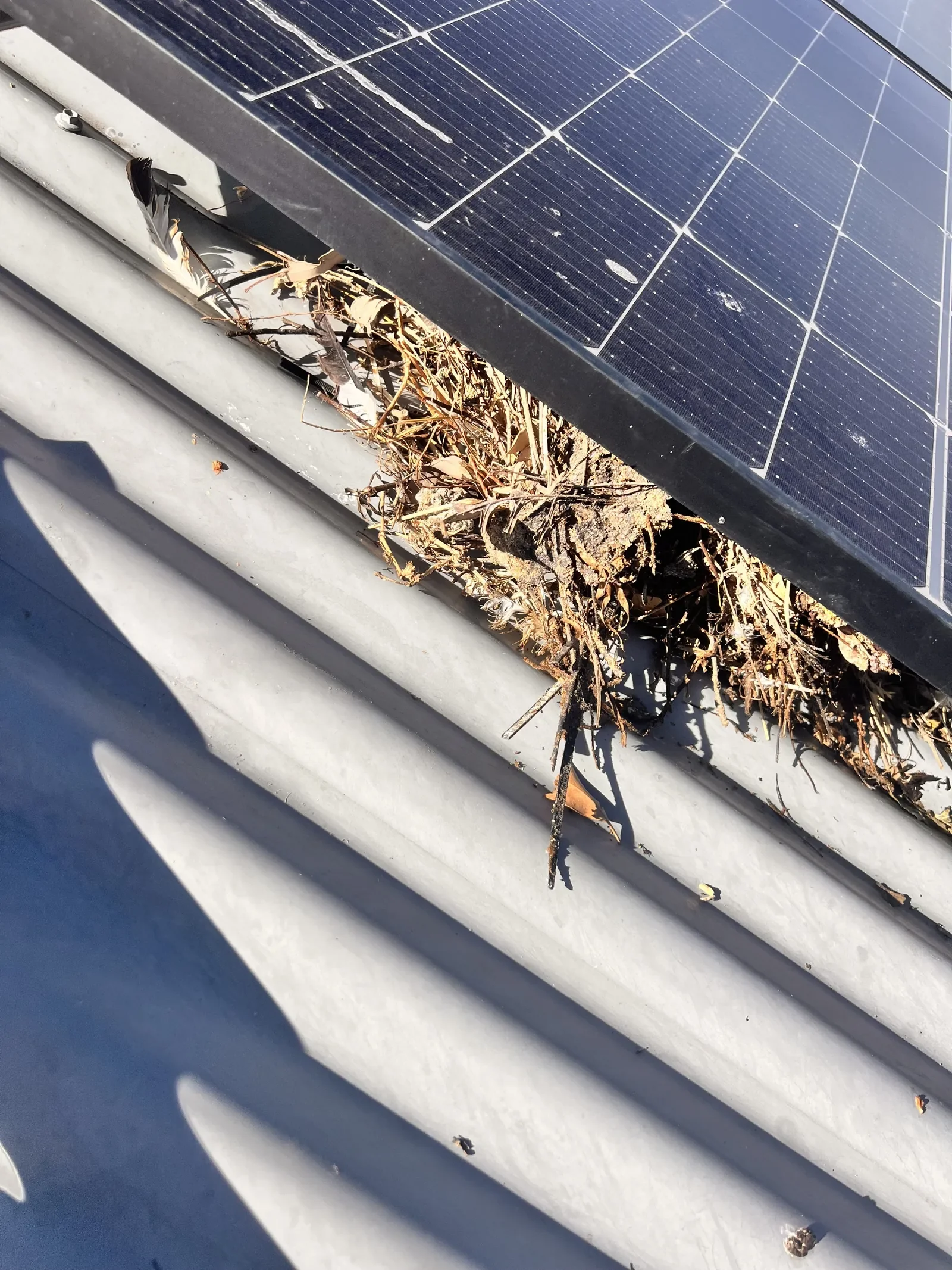 A solar panel installed on a rooftop with a small bird's nest built between the panel and the roof, containing dried grass and twigs.