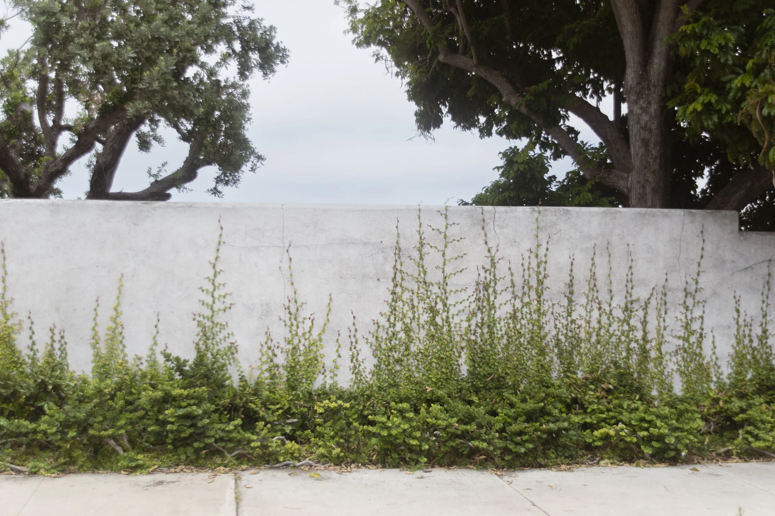 Untitled ,La Jolla, California -  July 2025