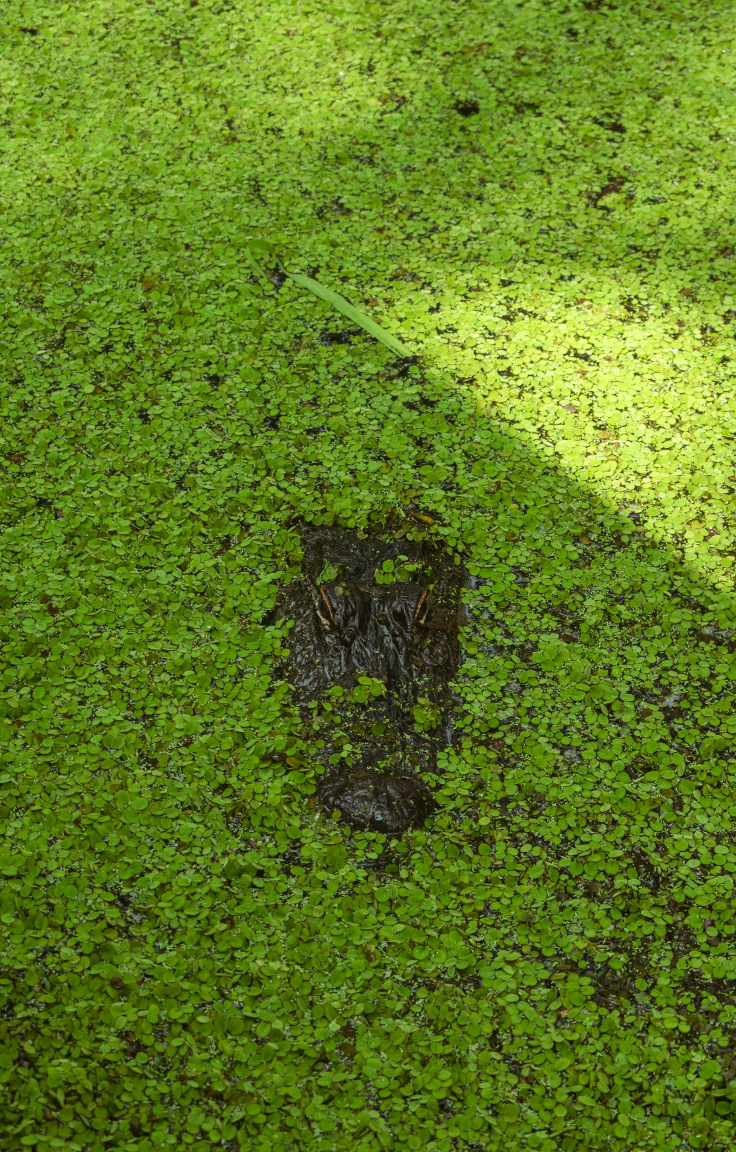 Gater - May 2023 New Orleans, Louisiana DSLR