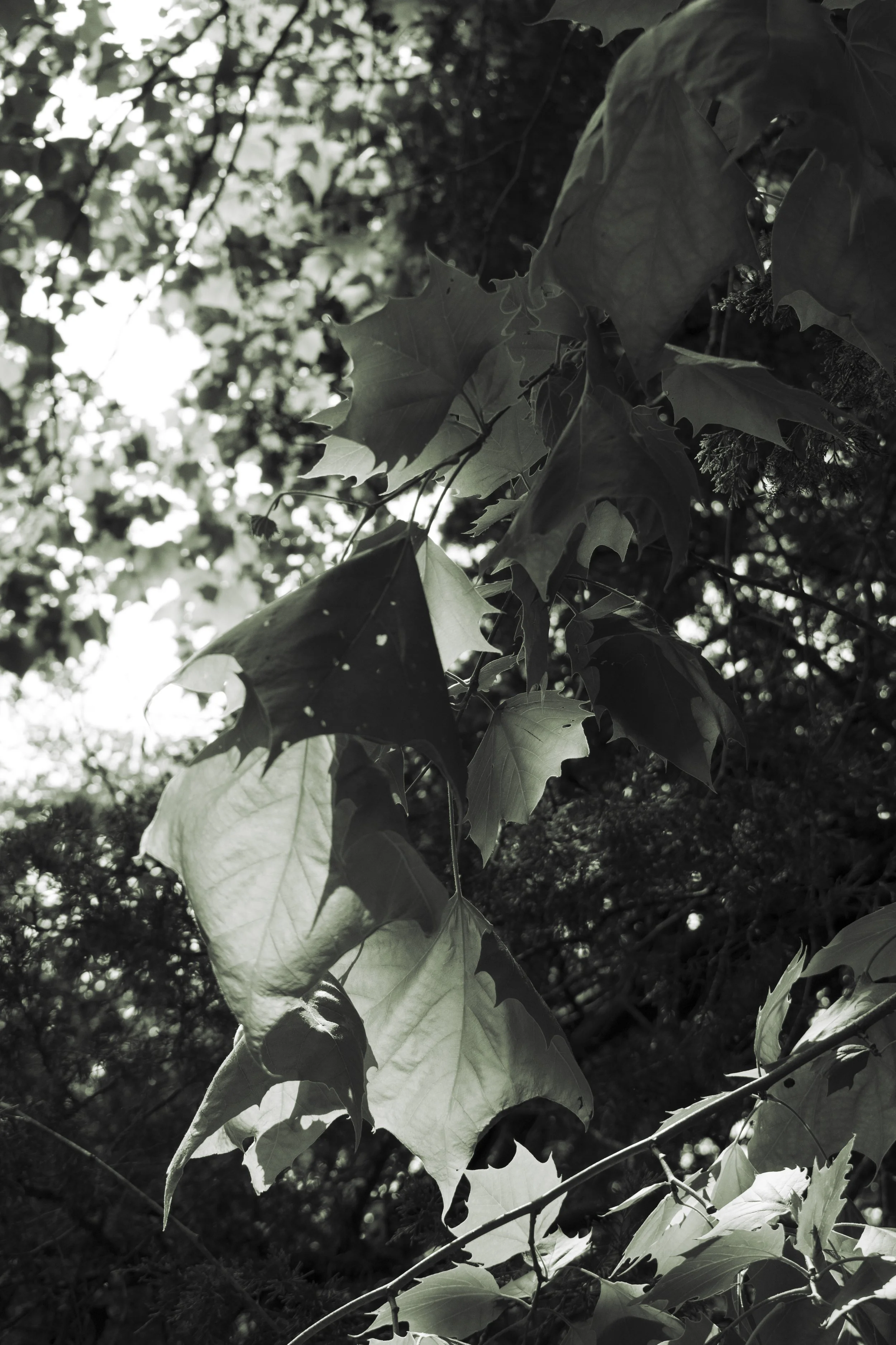 Leaf, Colonial Williamsburg, Virginia Beach - July 2025