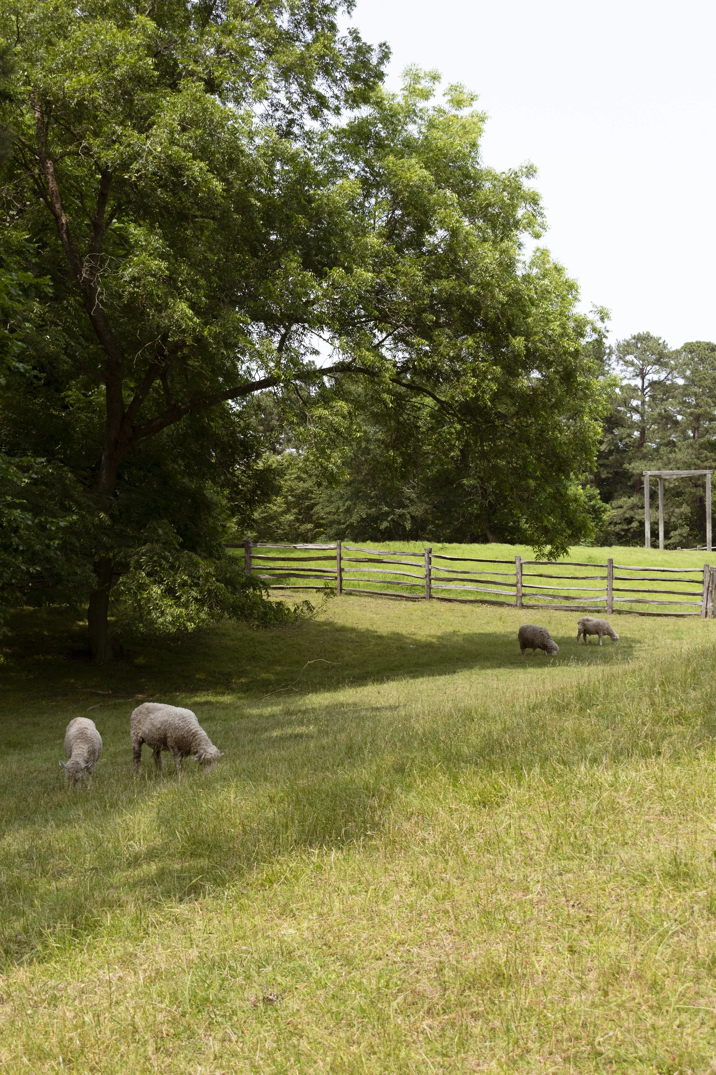 Sheep, Colonial Williamsburg, Virginia Beach - July 2025