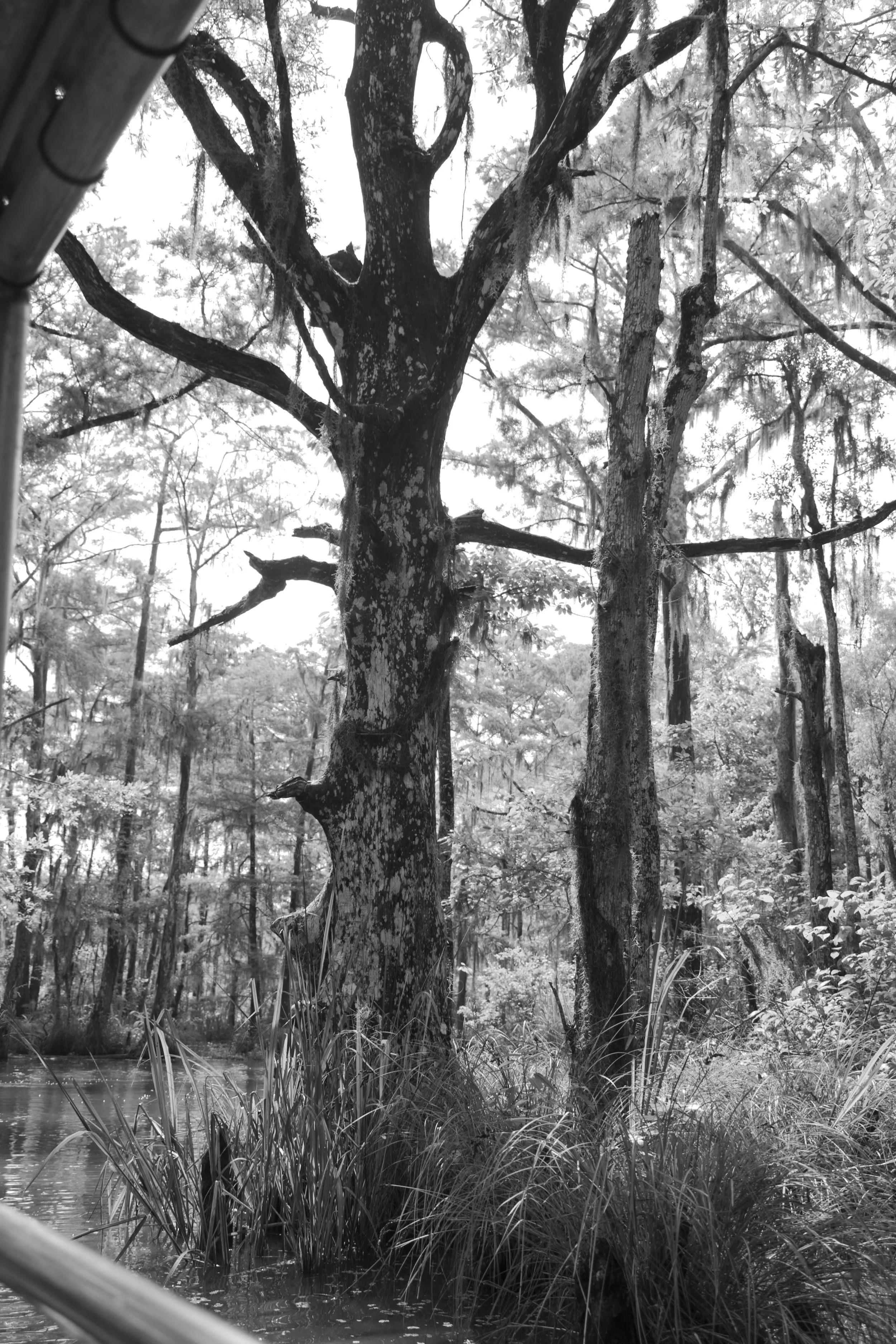Mama Otis's Wishing Tree - May 2023 New Orleans, Louisiana DSLR