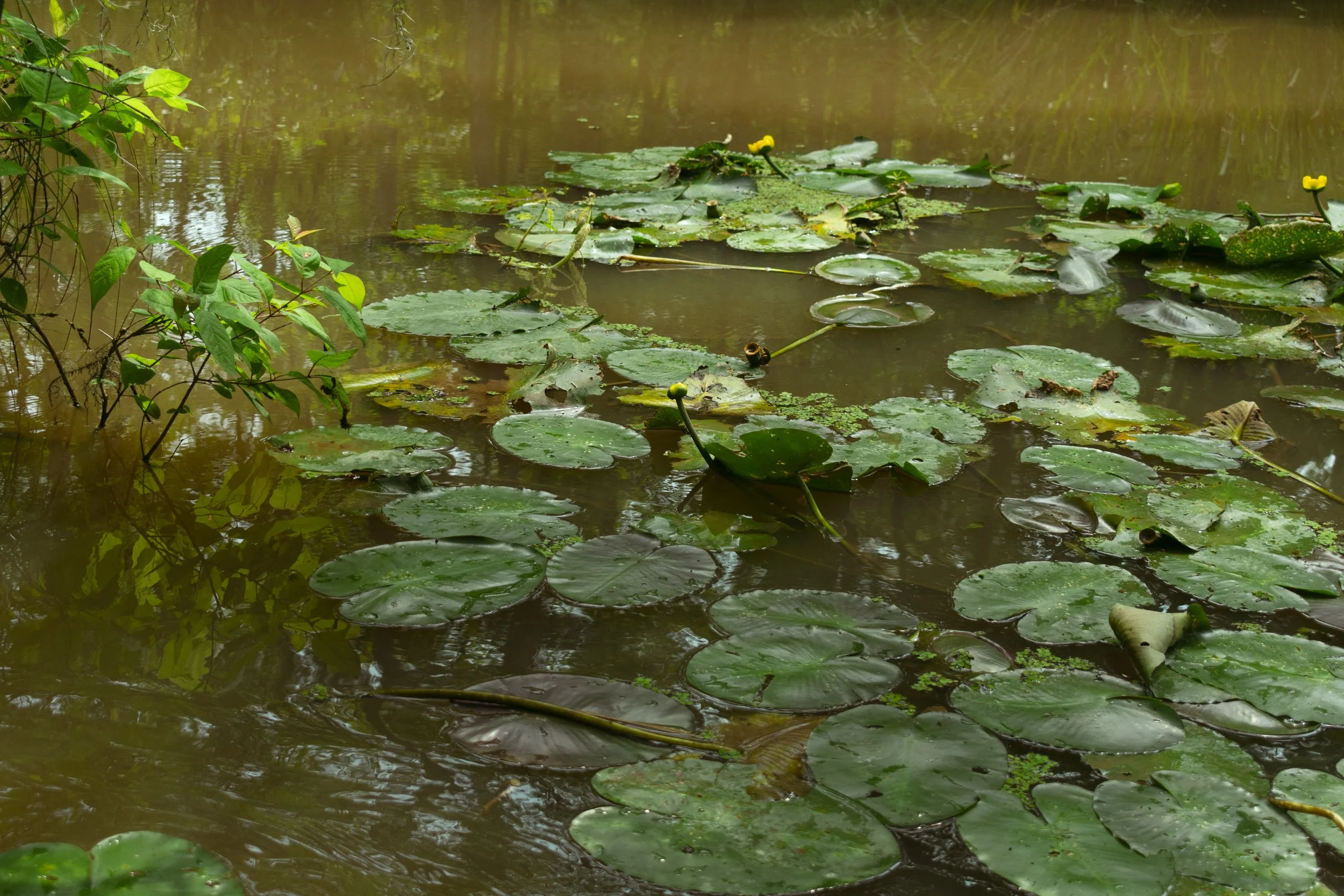 Lily Pads - May 2023 New Orleans, Louisiana DSLR