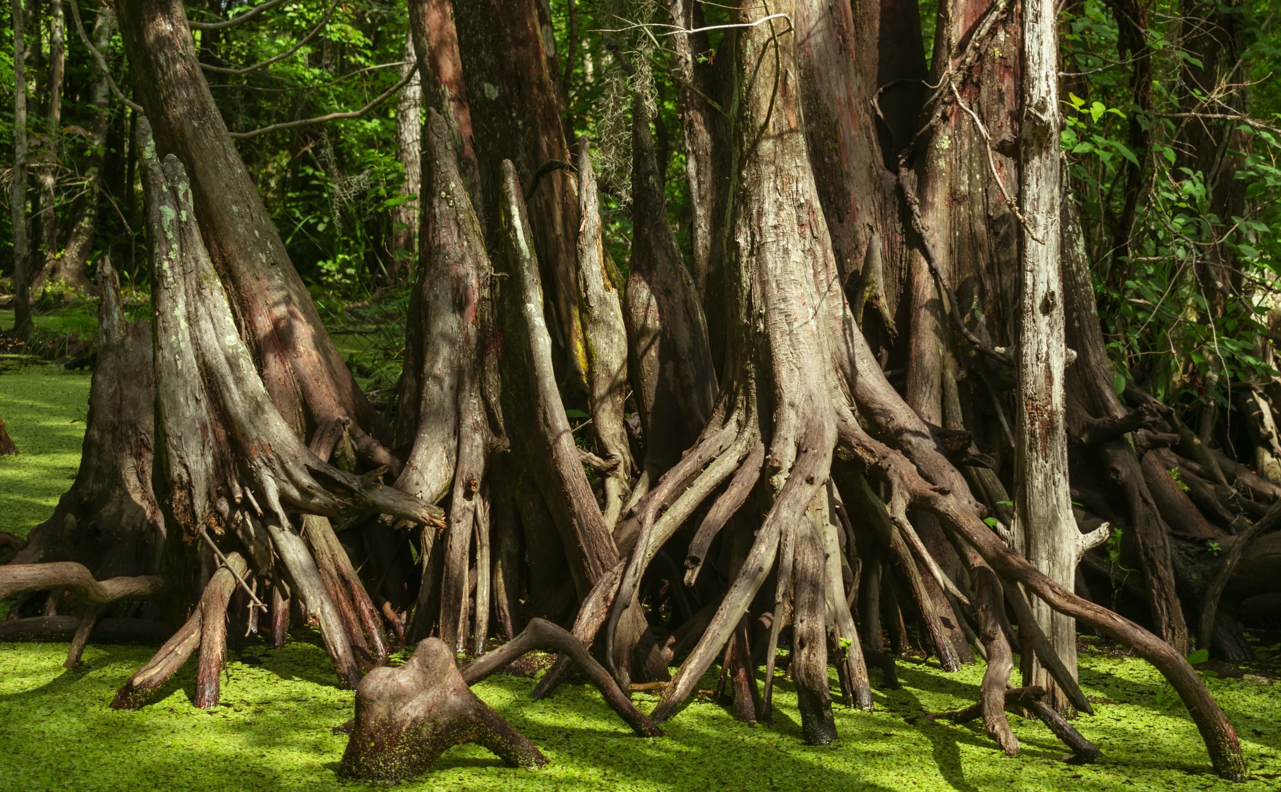 Untitled - May 2023 New Orleans, Louisiana DSLR