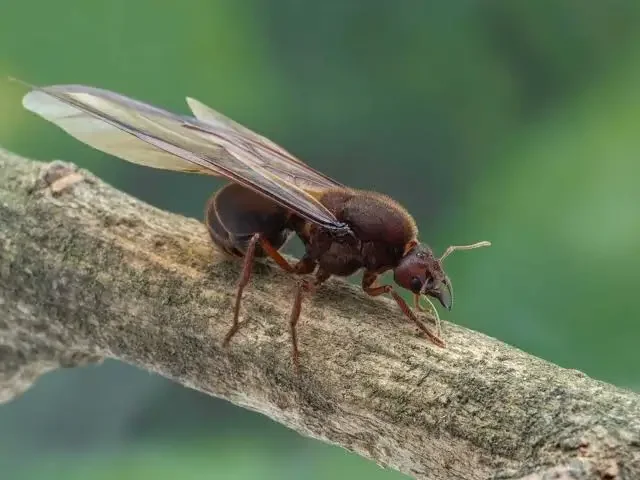 Chicatana