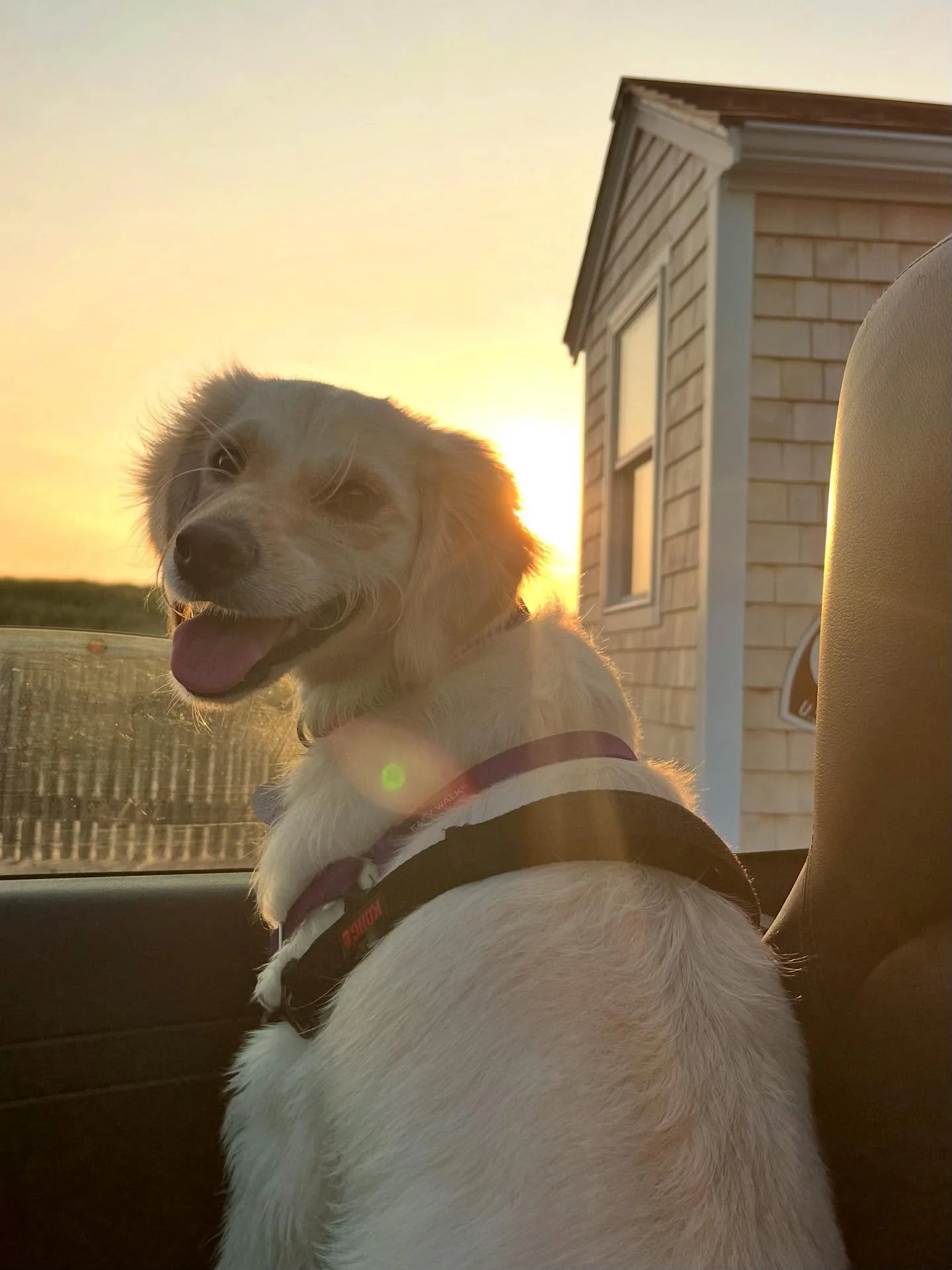 A little sandy, a lot happy. Nothing like a sunrise adventure to start your morning right. 🐶🏖🌊