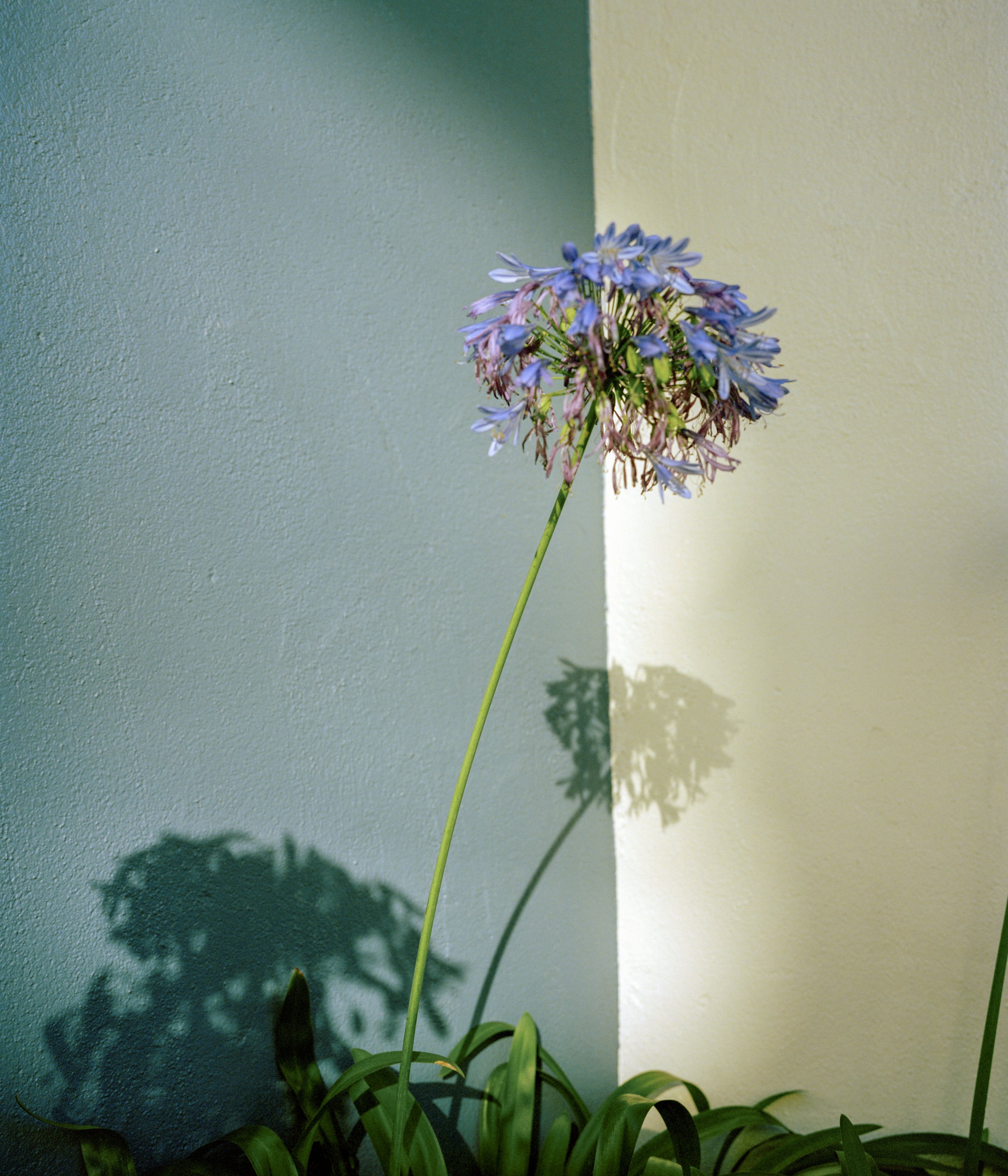 A single purple and pink flower with a long green stem, casting a shadow on a two-toned wall with blue on the left and cream on the right.