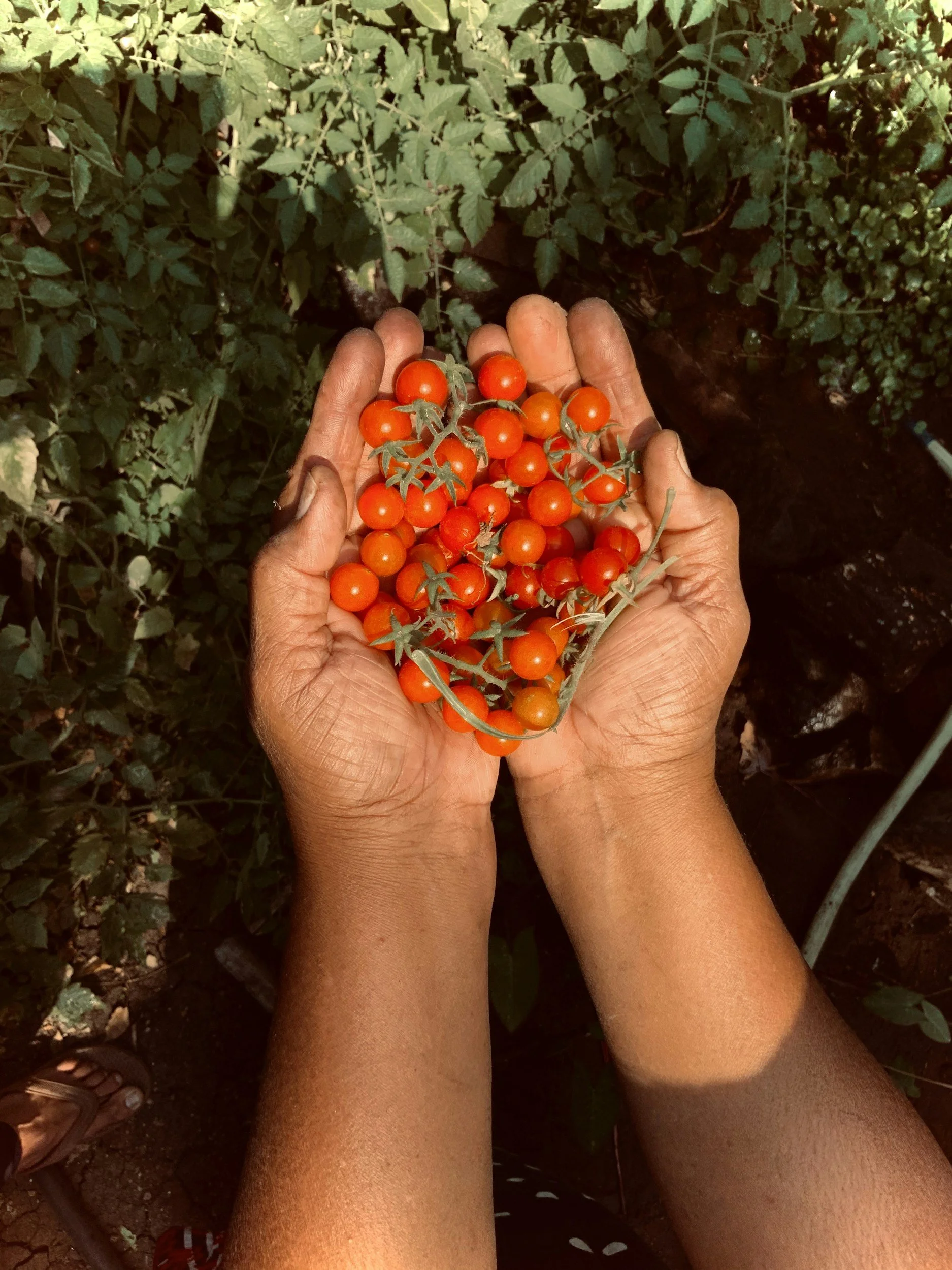 Hands holding a bunch of small red cherry tomatoes with green leaves in the background.