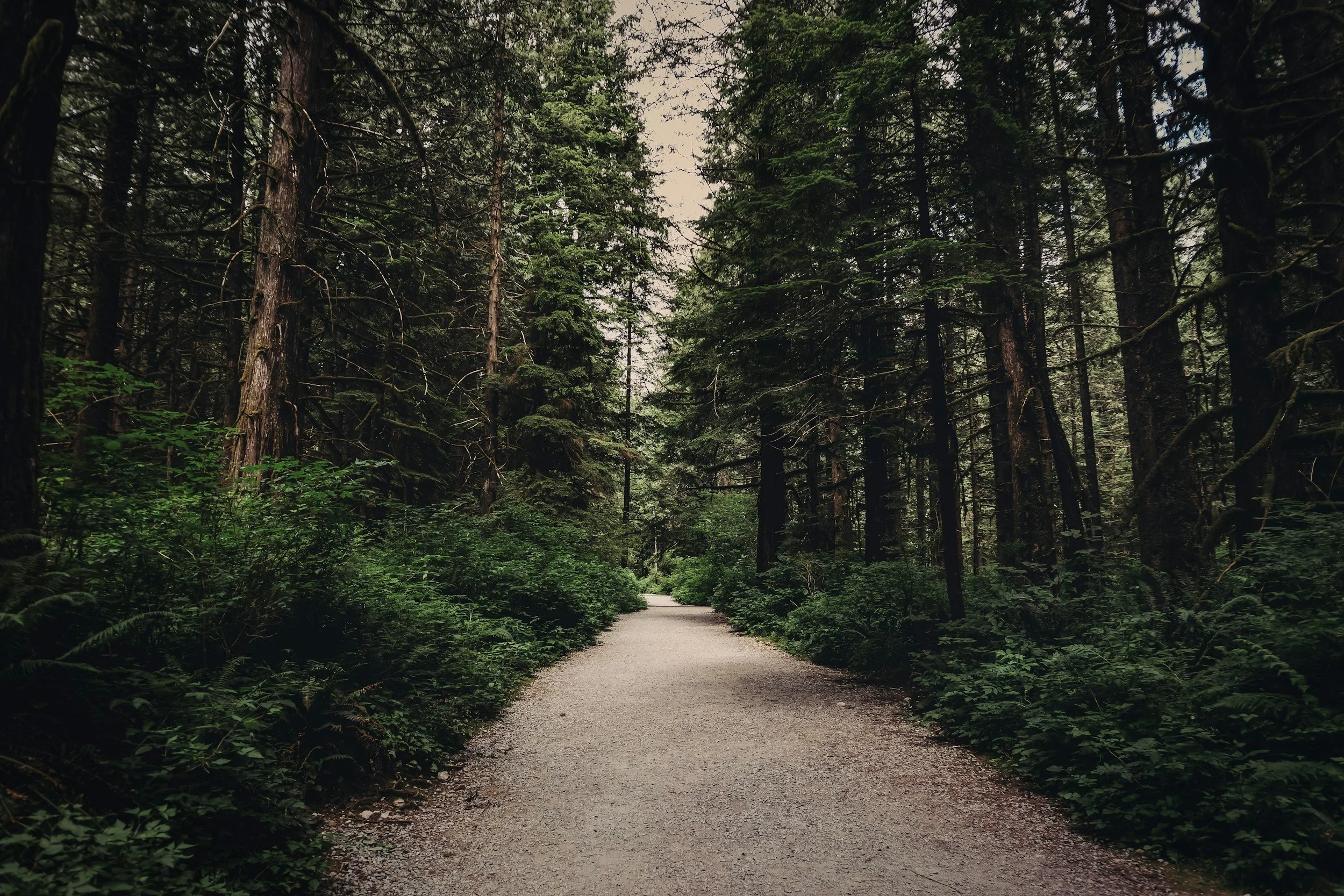 Forest path surrounded by tall trees and greenery