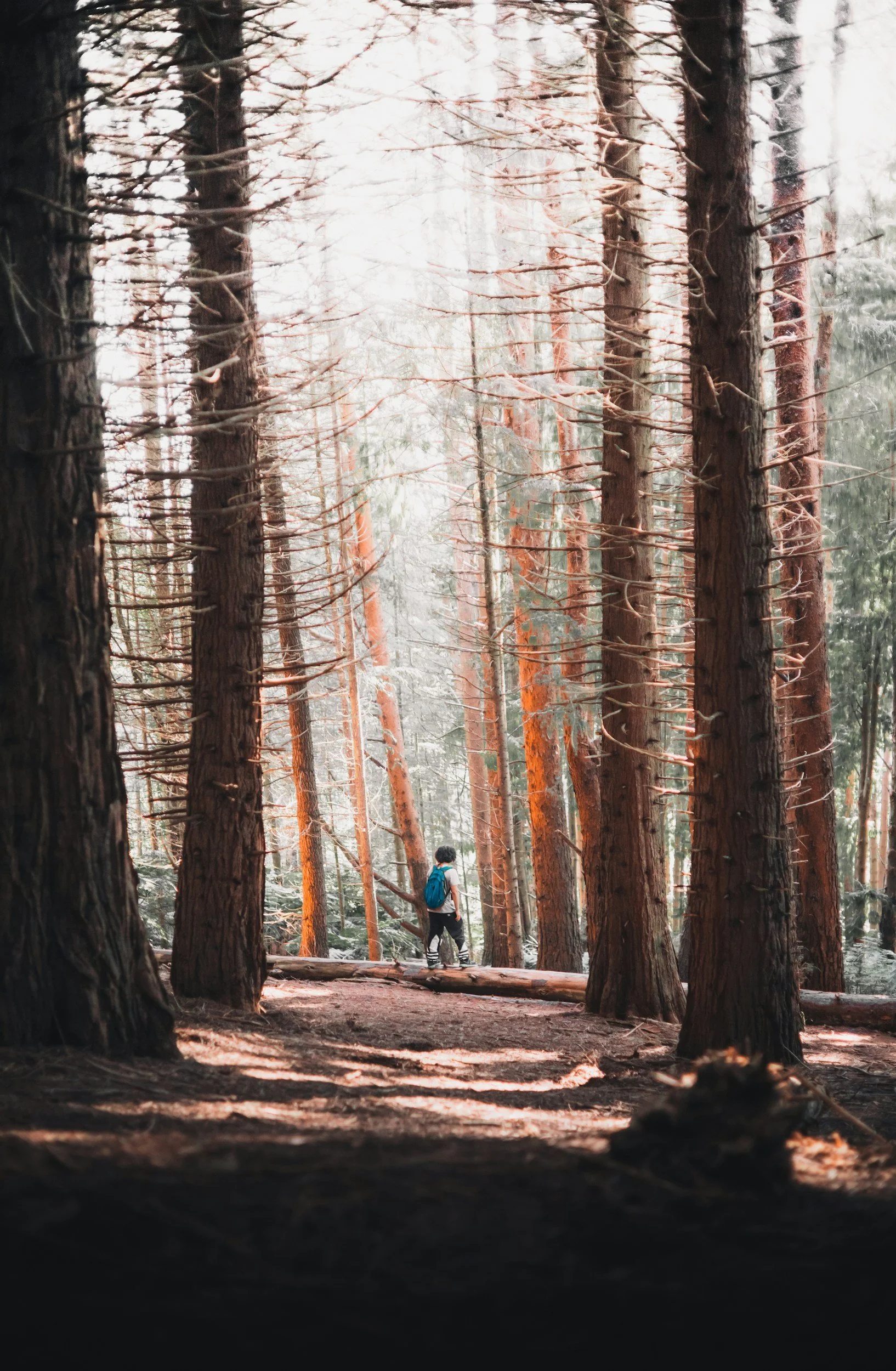 A person wearing a blue backpack walking through a forest of tall trees.
